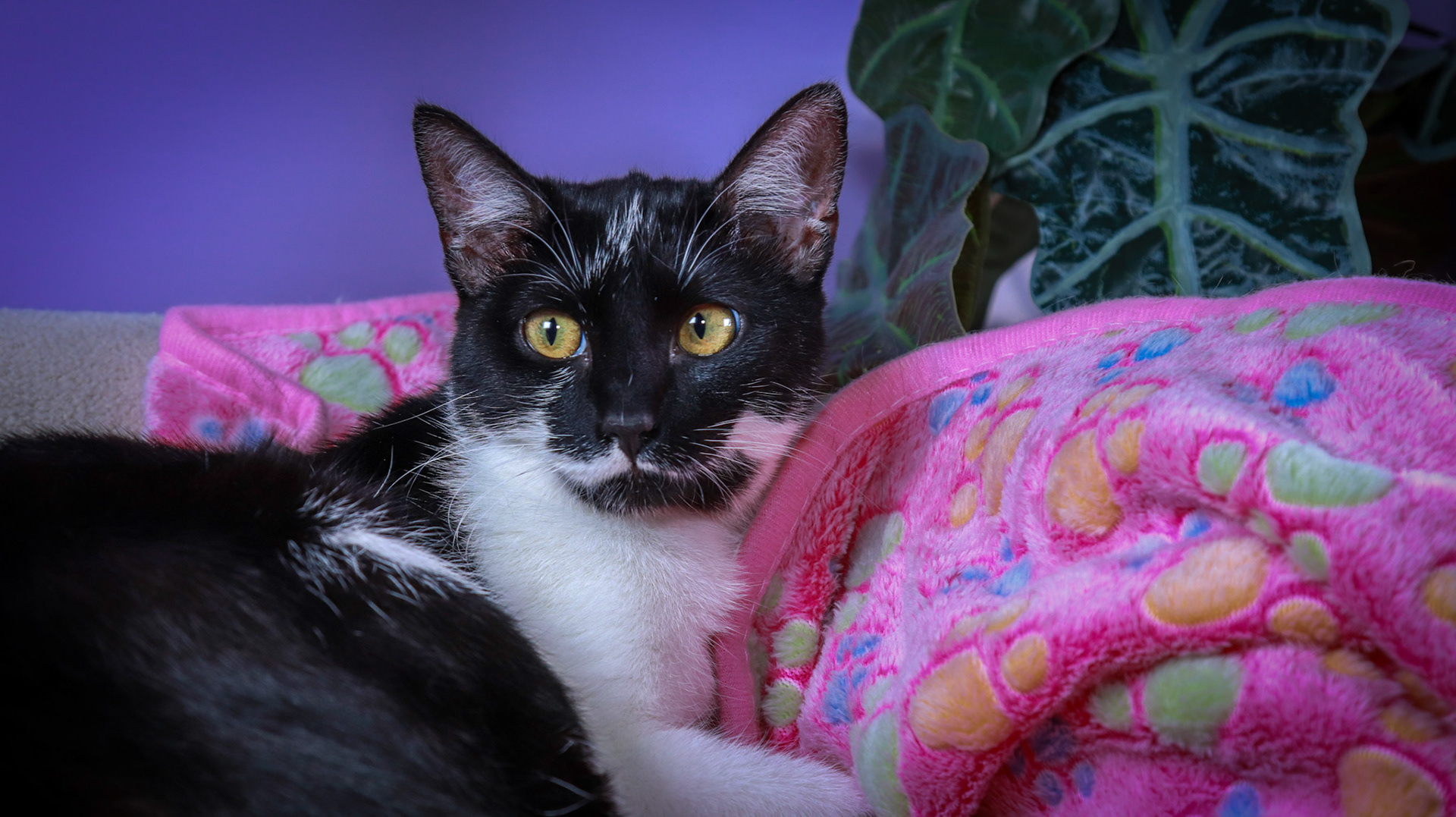 Jujubee (F-DSH-Black/White)