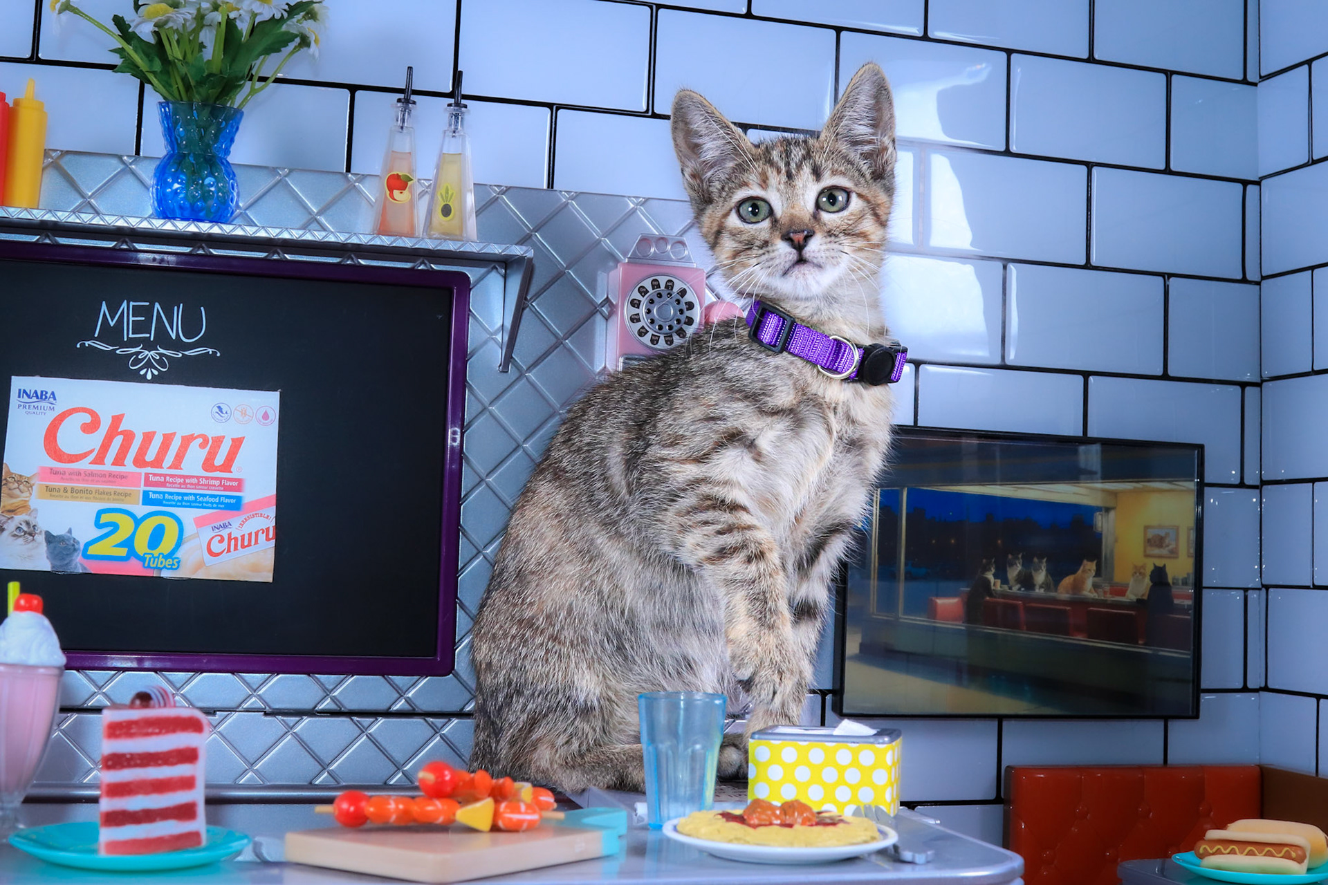 Rae (F-DSH-Tabby)