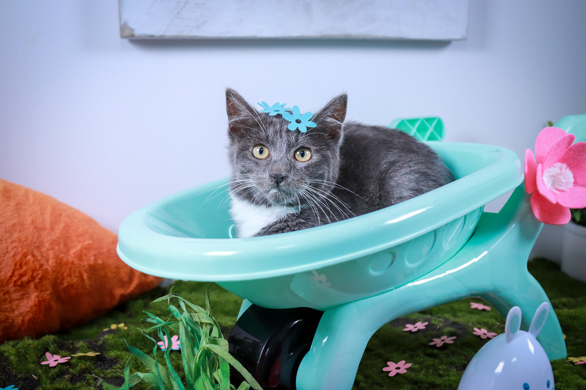 Levi (M-DSH-Gray/White/Tuxie)