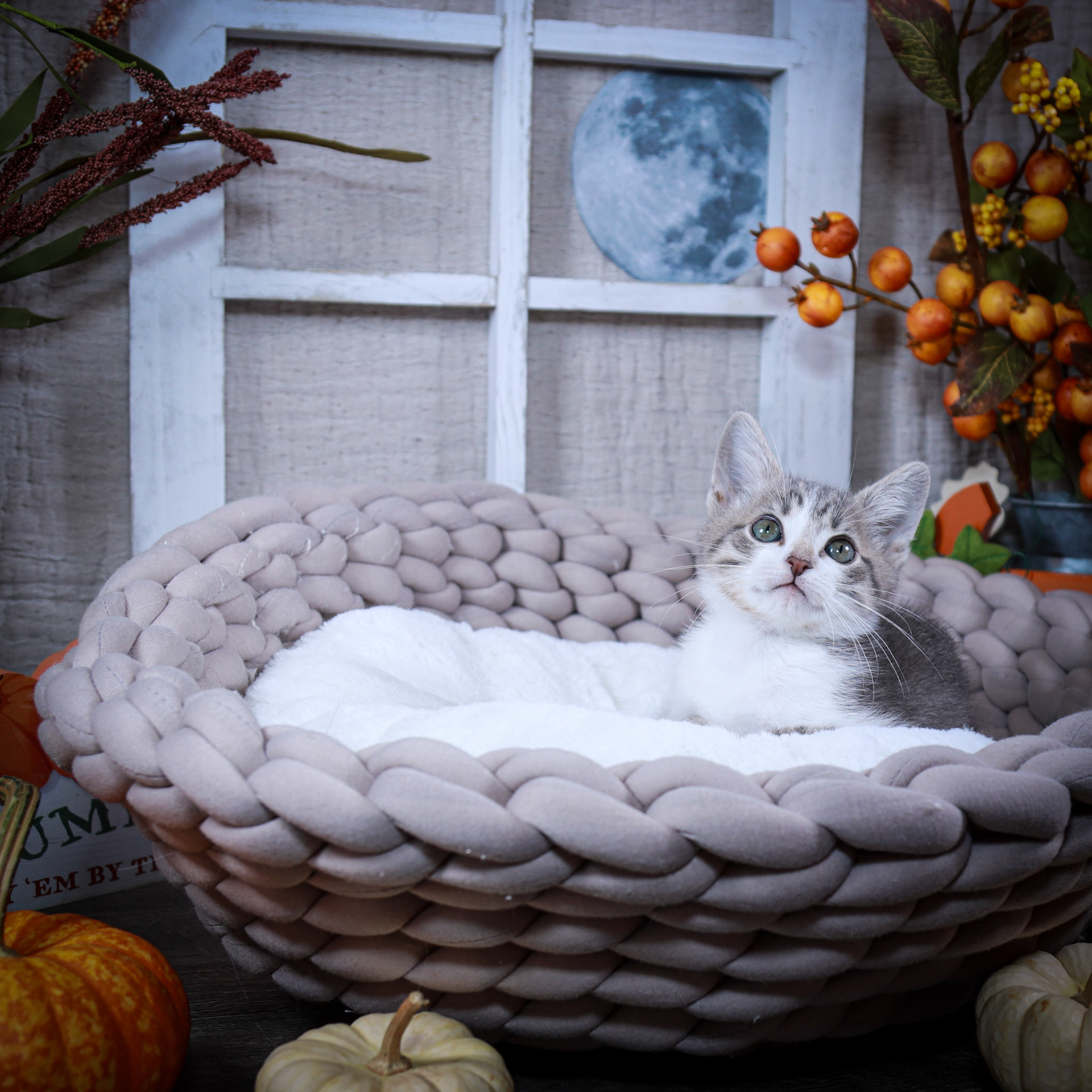 Nico (M-DSH-White/Gray/Tabby)