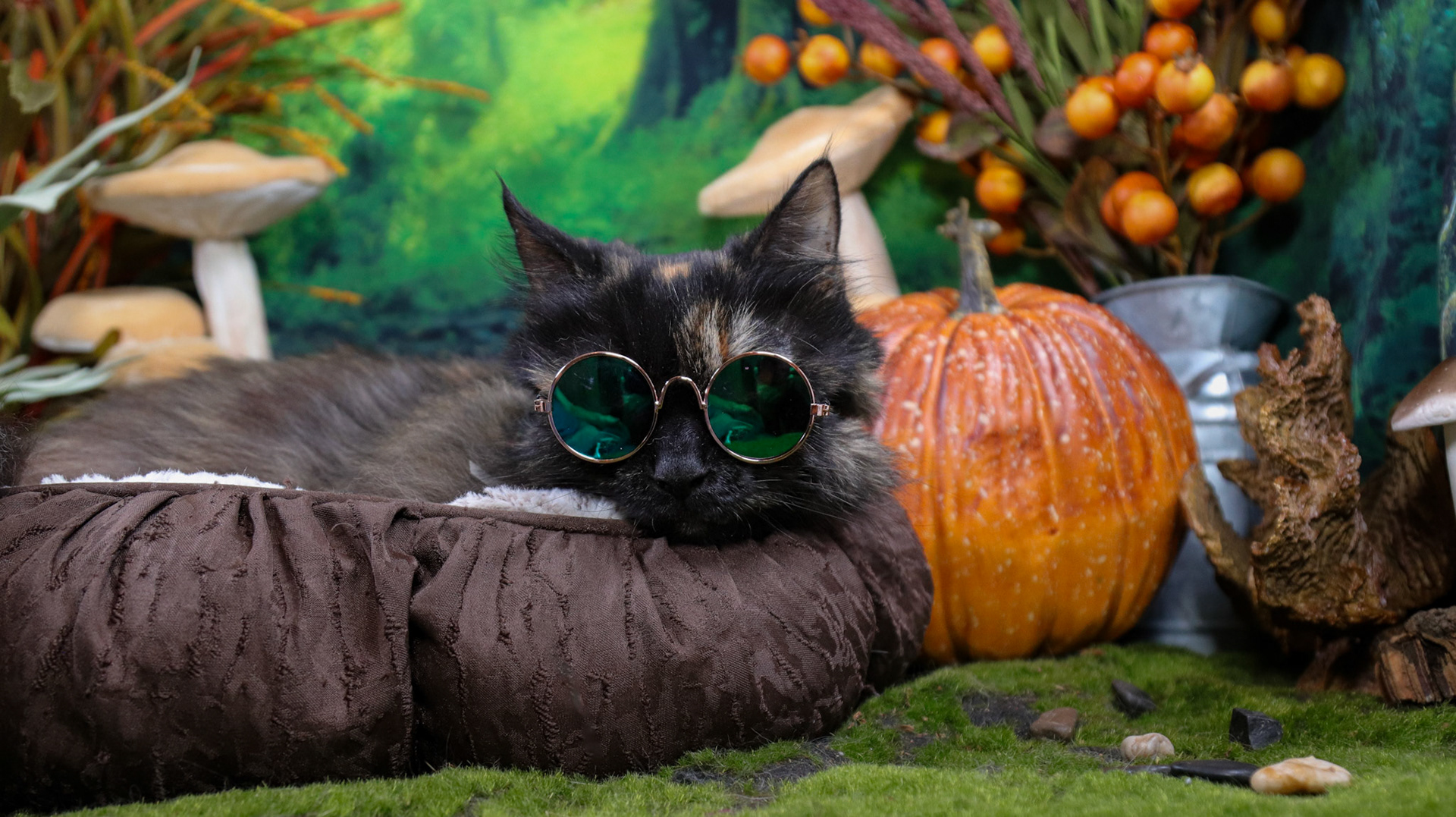 Mochi (F-DLH-Tortie)