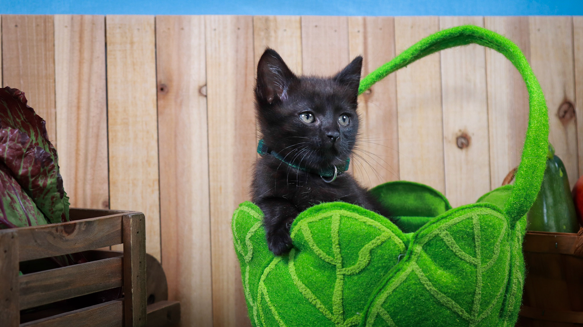 Clover (F-DSH-Black)