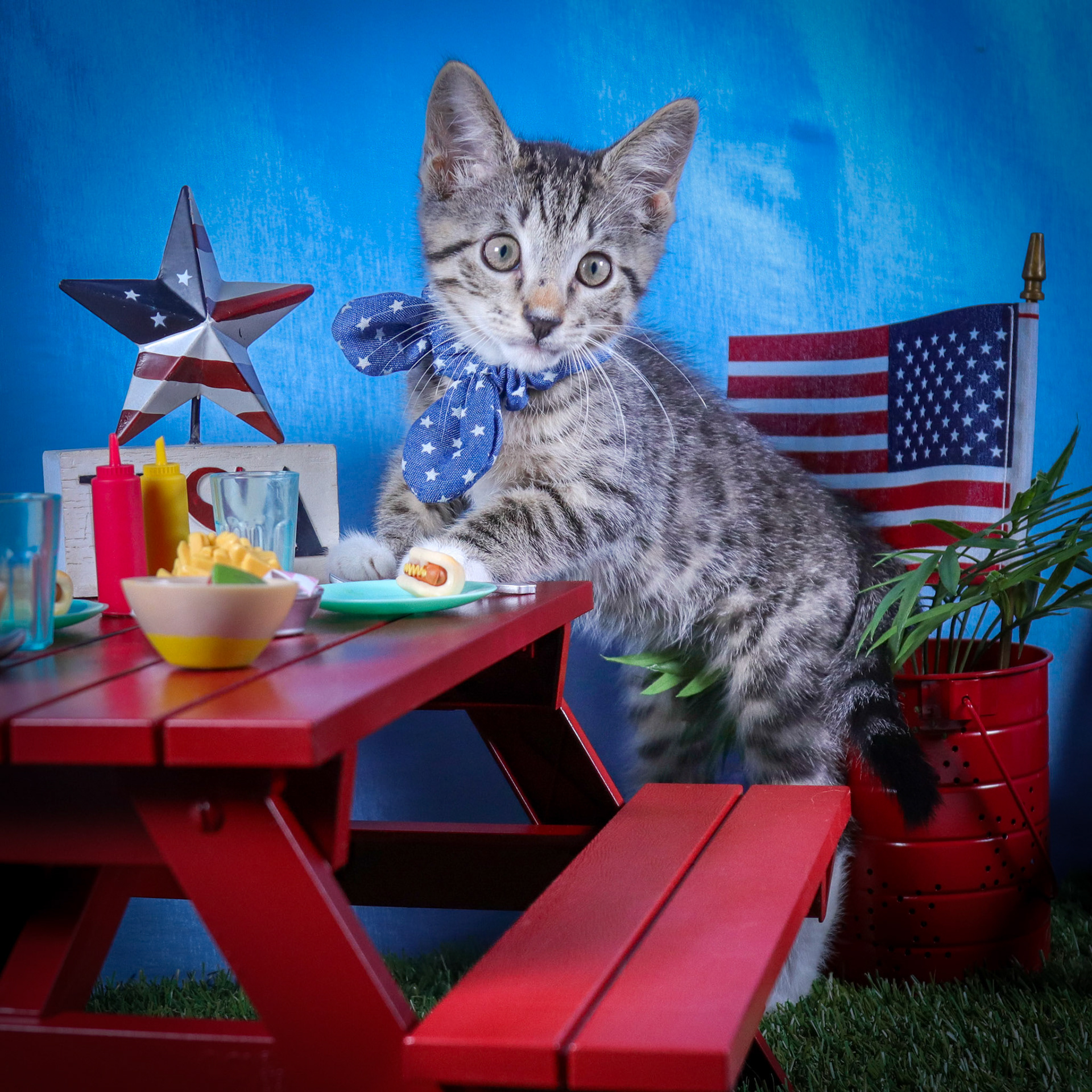 Eli (M-DSH-Tabby)