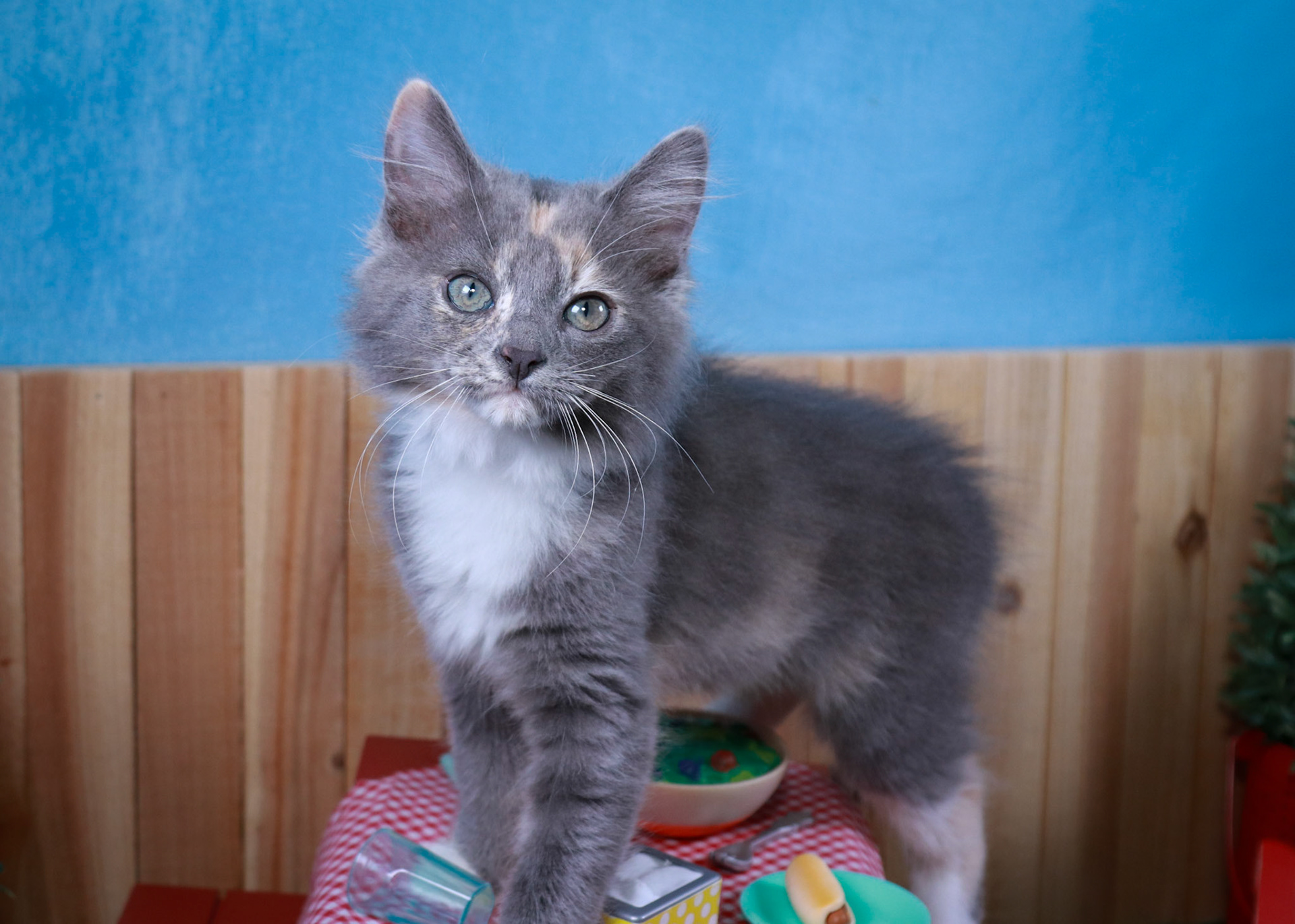 Bean (F-DMH-Dilute/Calico)