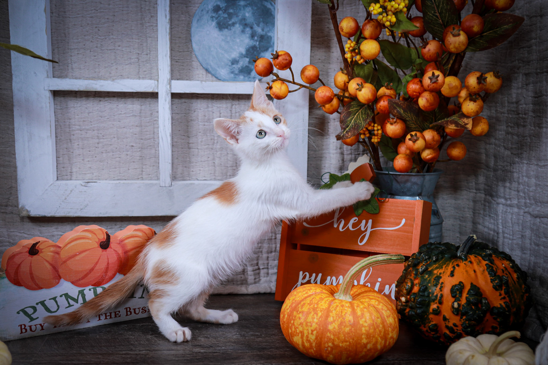 Ginger (F-DSH-Ginger/White)