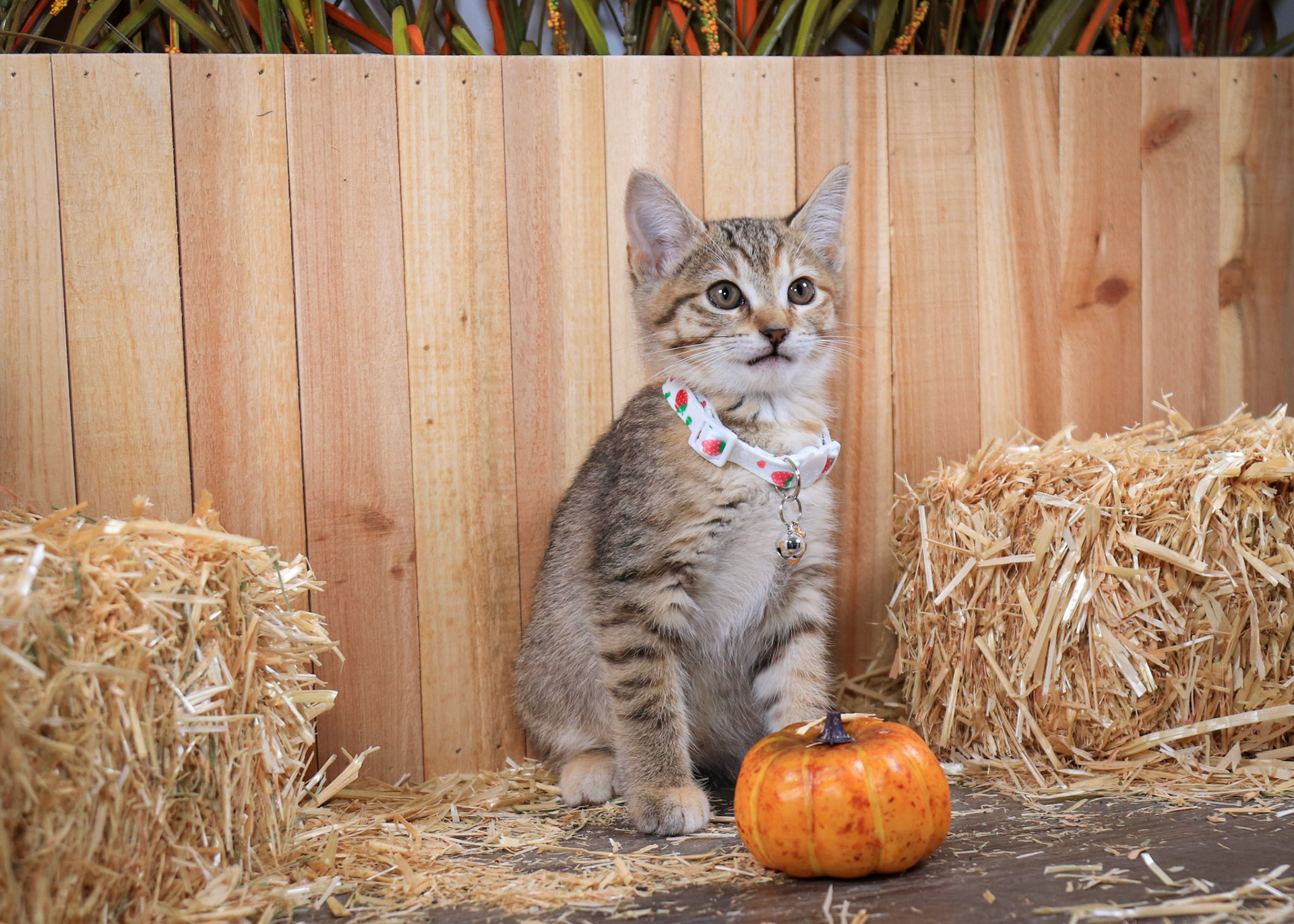 Furrari (F-DSH-Tabby)