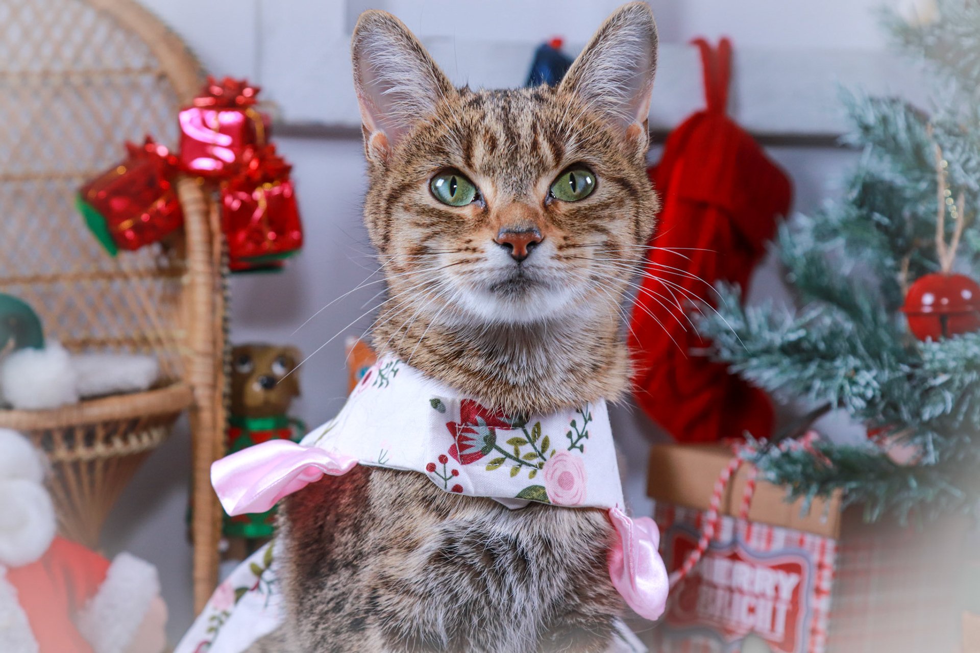 Keiko (F-DSH-Tabby/Bengal Mix)
