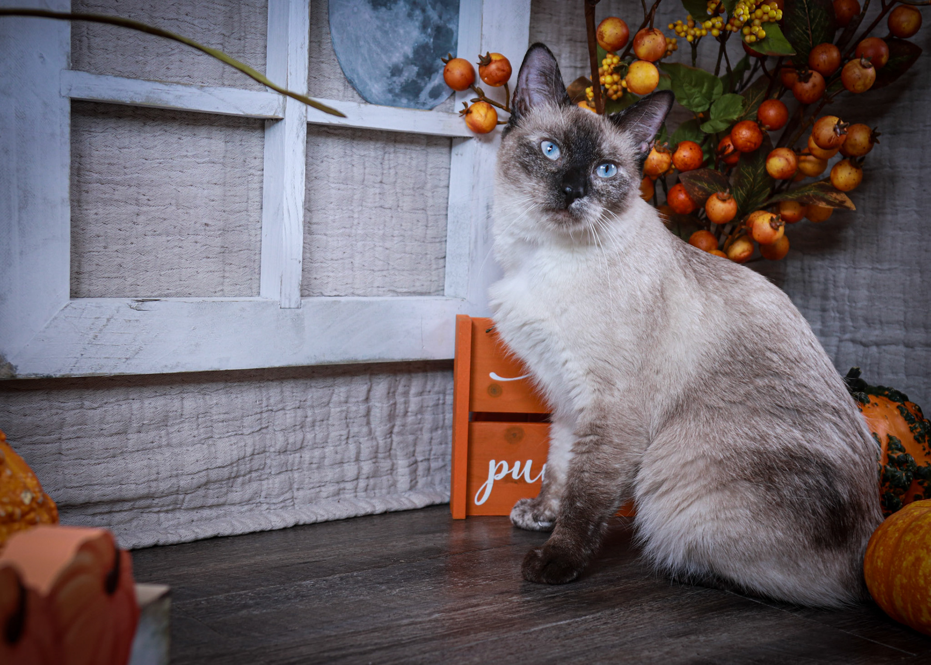 Alice (F-DSH-Tortie Point Siamese)