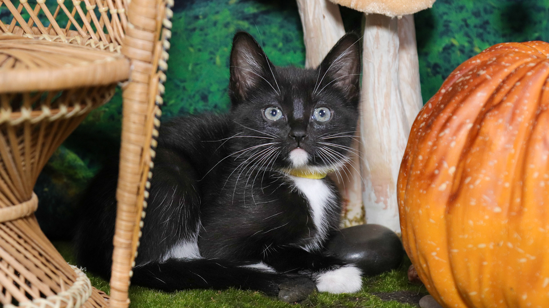 Olive (F-DSH-Polydactyl/Black/White/Tuxie)