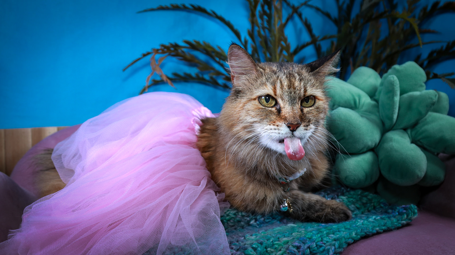 Anda (F-DLH-Brown/Tabby/Manx)