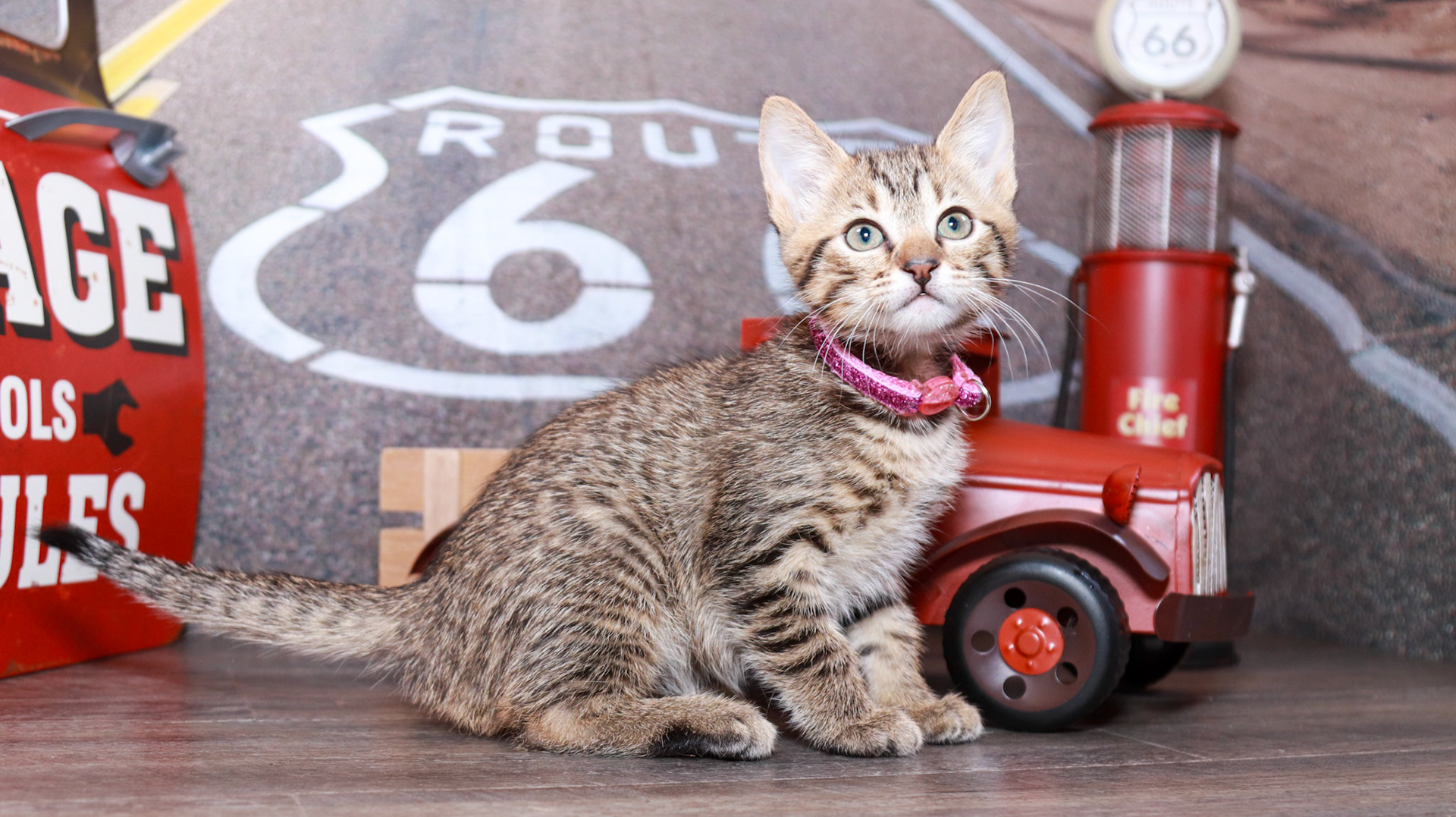 Flamingo (F-DSH-Tabby)