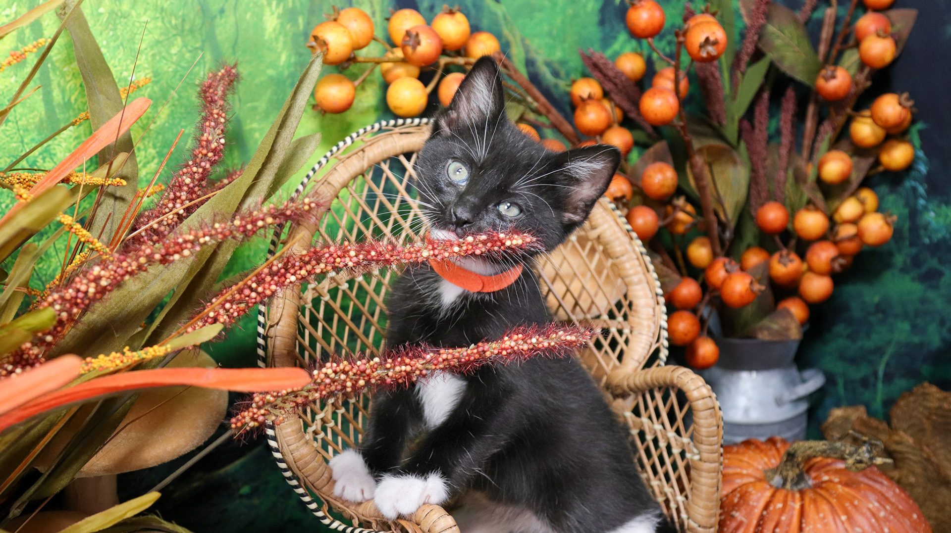 Ash (M-DSH-Black/White/Tuxie)