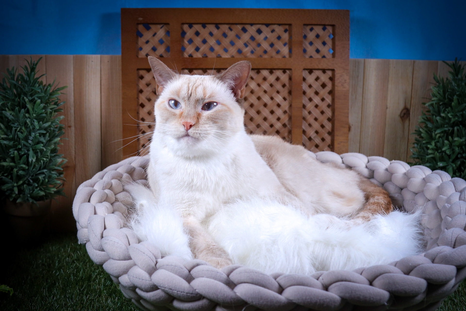 Bossy Boots (F-DSH-Flame Point Siamese)