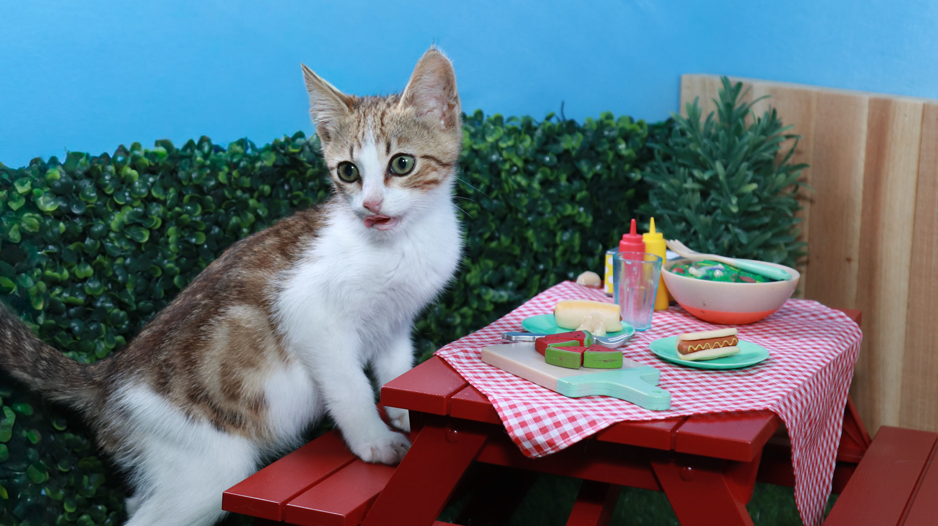 Arthur (M-DSH-Tabby/White)