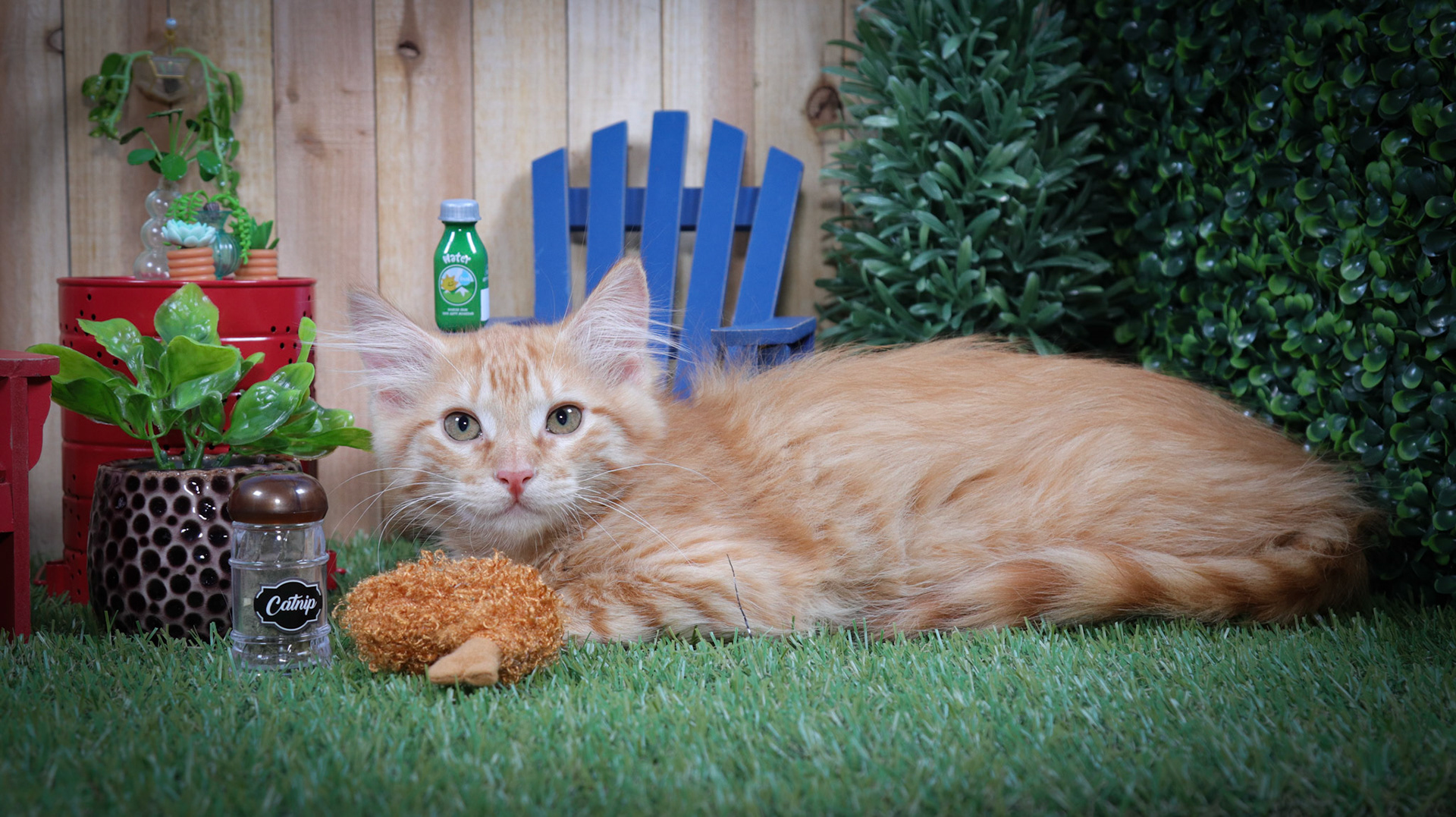 Freya (M-DLH-Orange)