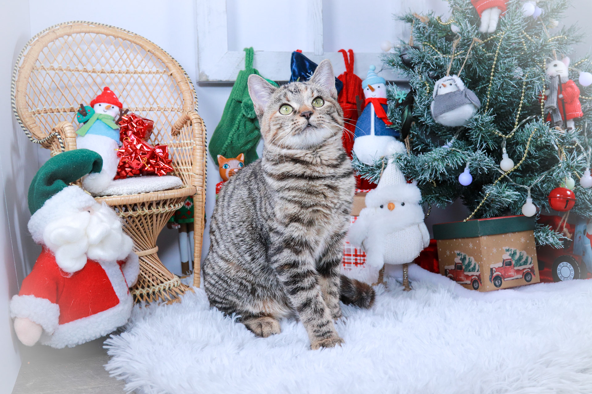 Jillybelle (F-DSH-Tabby)