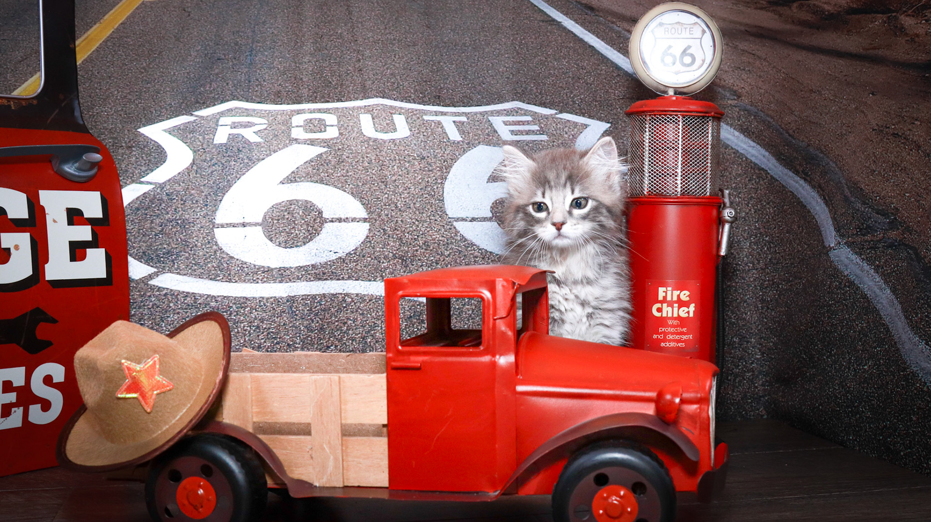 Nimbus (F-DLH-Gray Tabby)