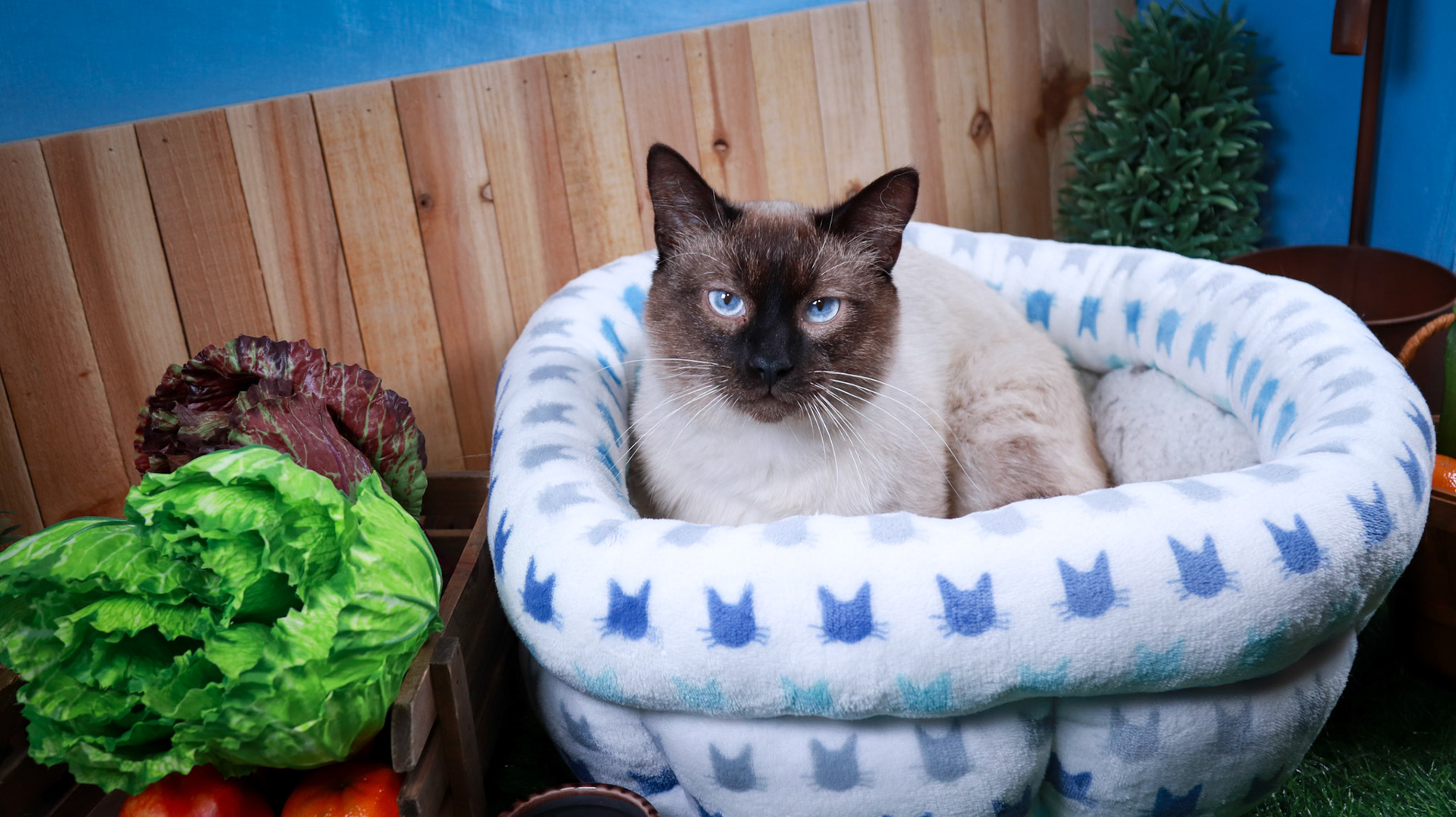 Amir (M-DSH-Siamese)