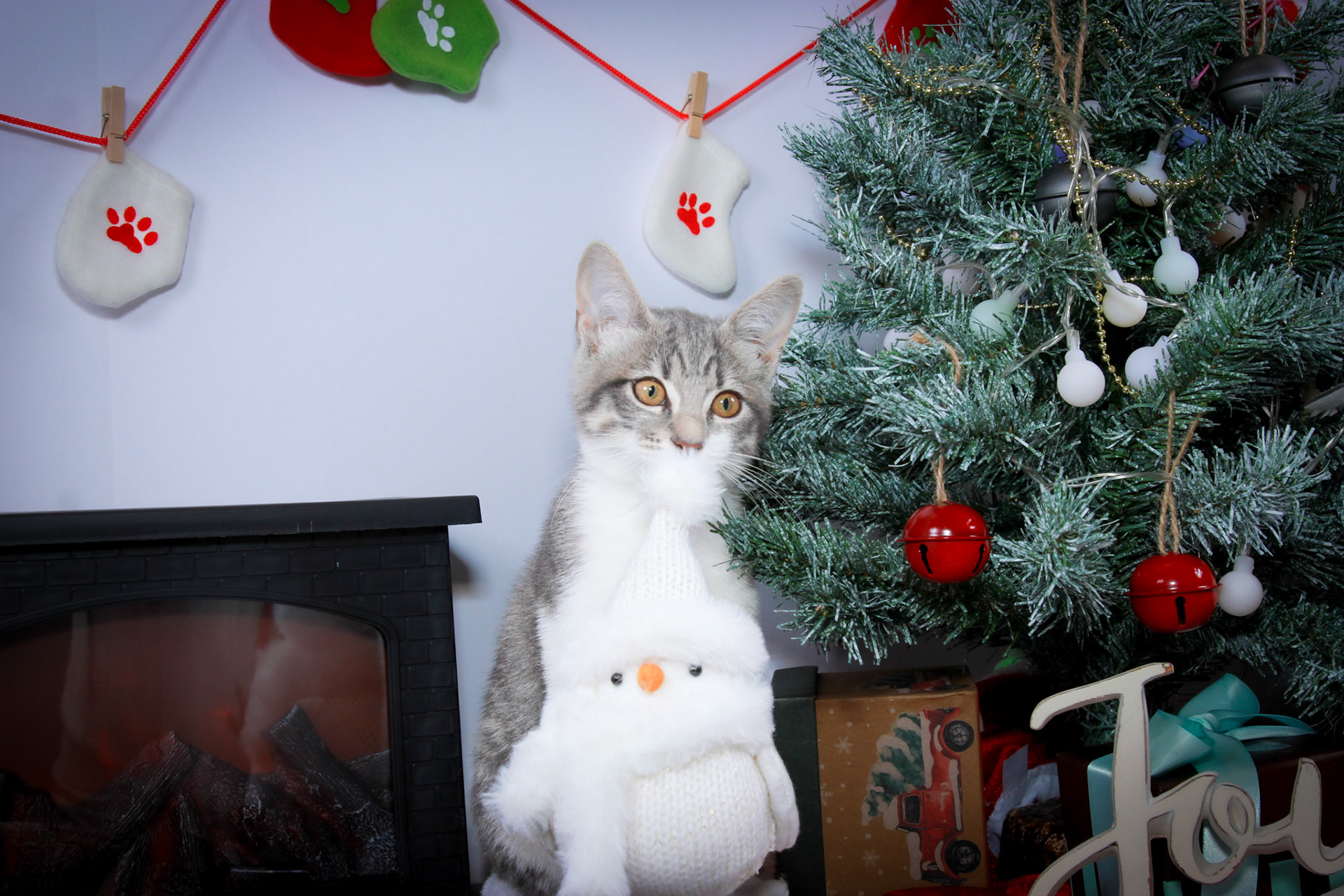 Taylor (F-DSH-Tabby/White Tuxie)