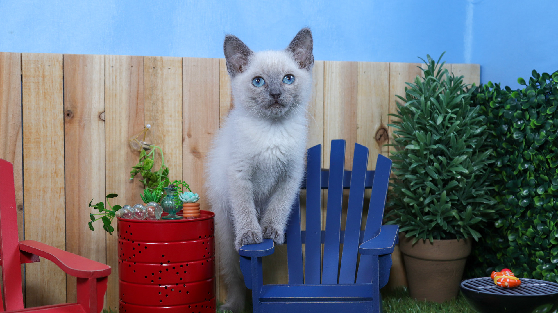 Ferb (M-DSH-Siamese)