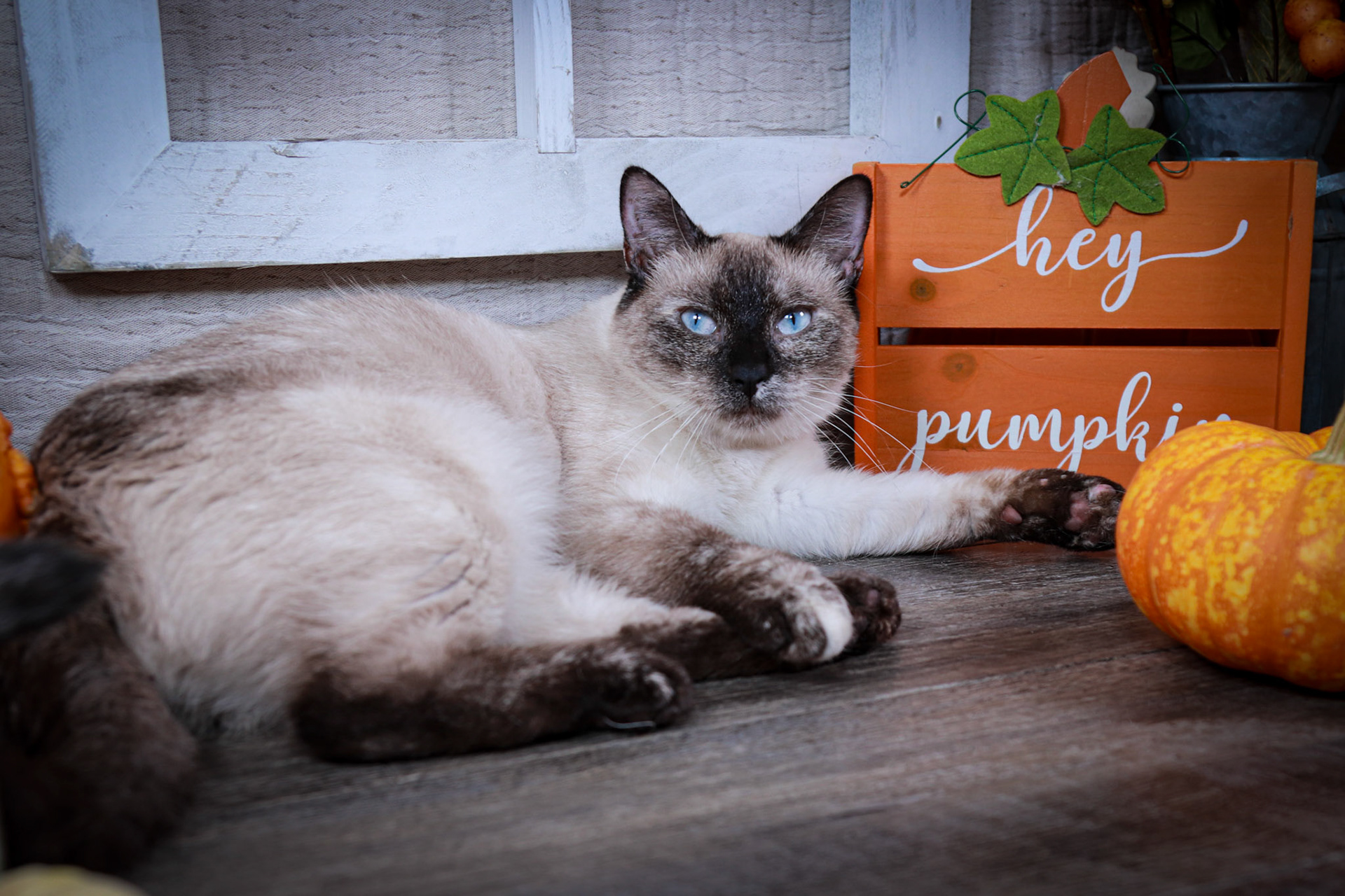 Alice (F-DSH-Tortie Point Siamese)