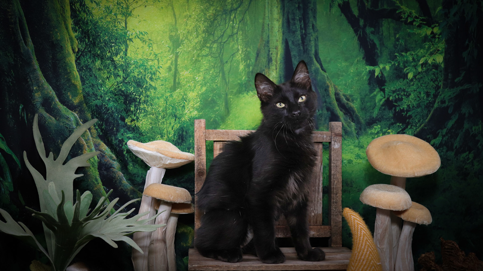 Rafiki (M-DLH-Black/Manx)