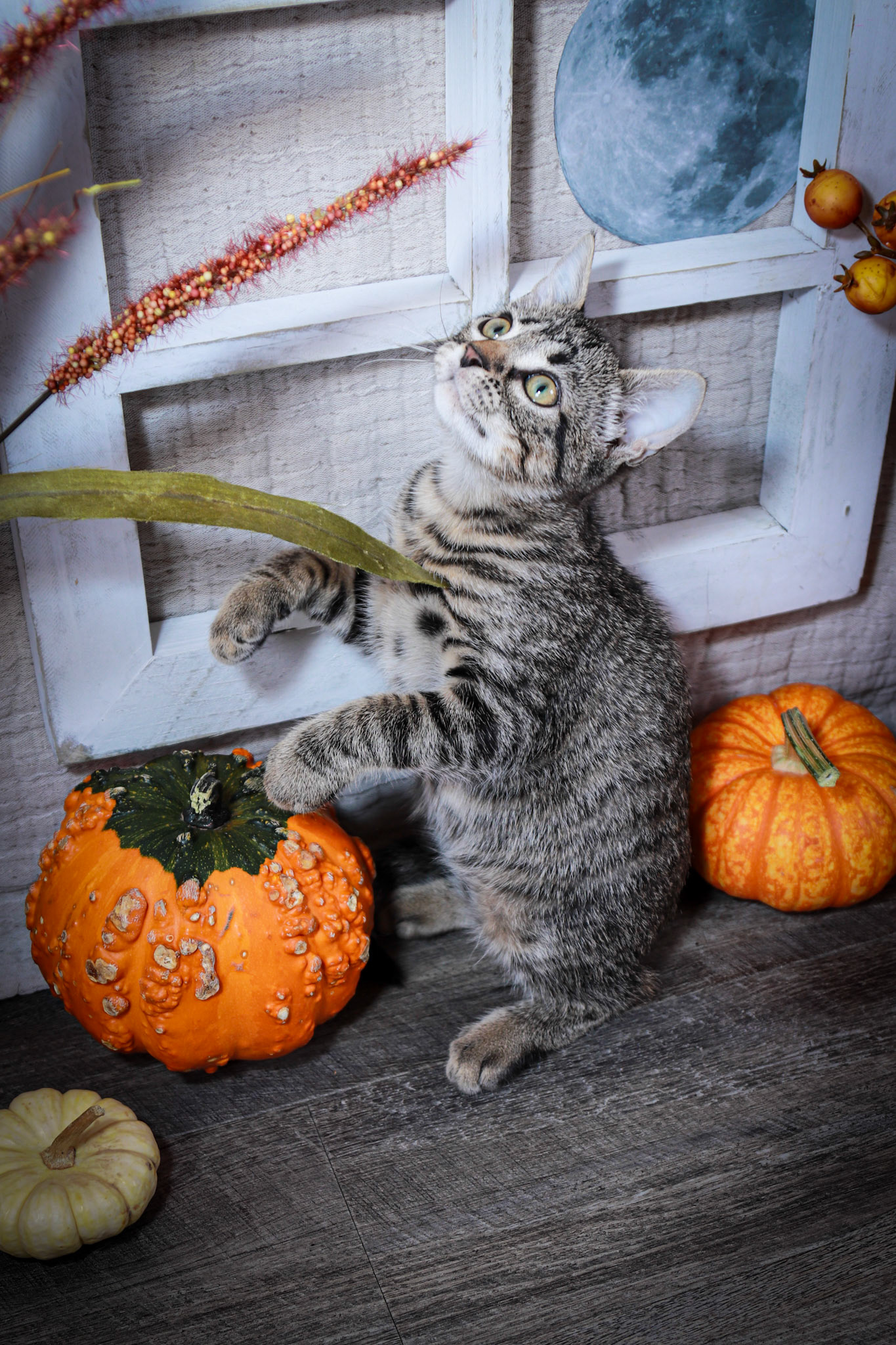 Newo (M-DSH-Tabby)