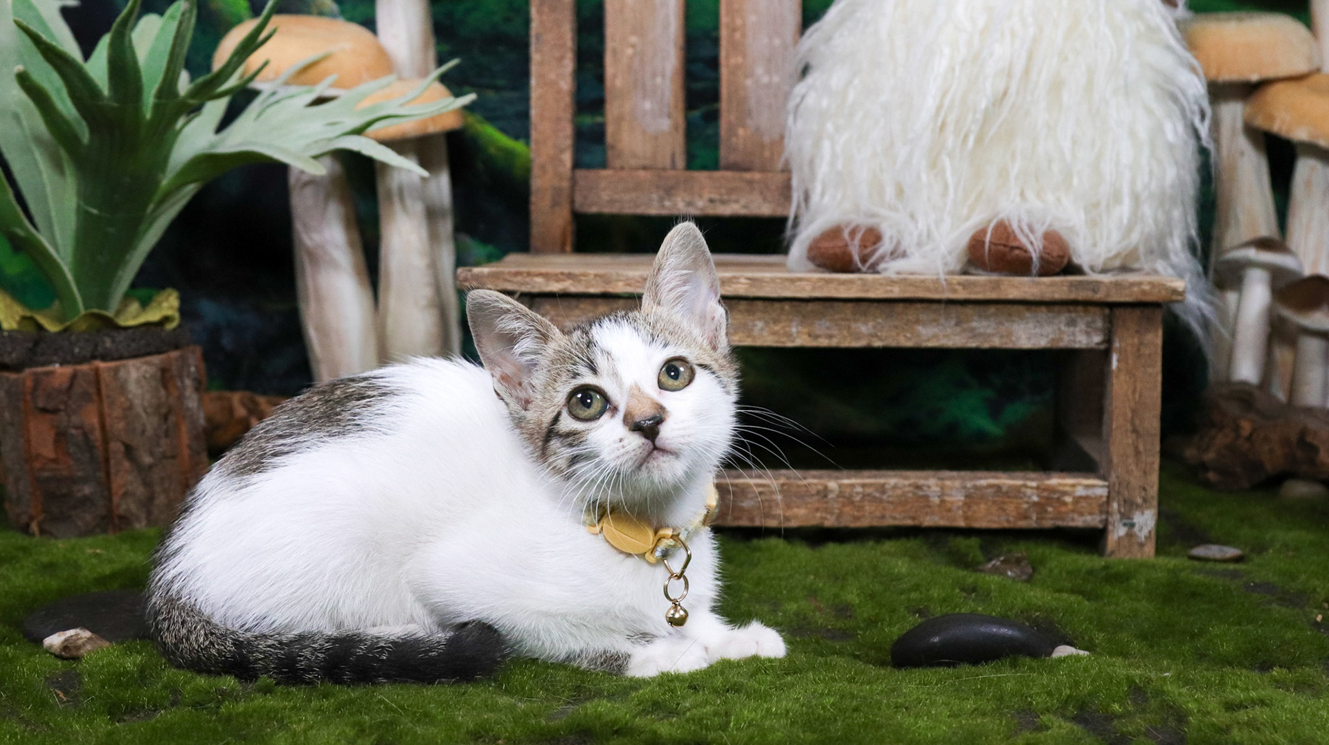 Clover (F-DSH-Tabby/White)