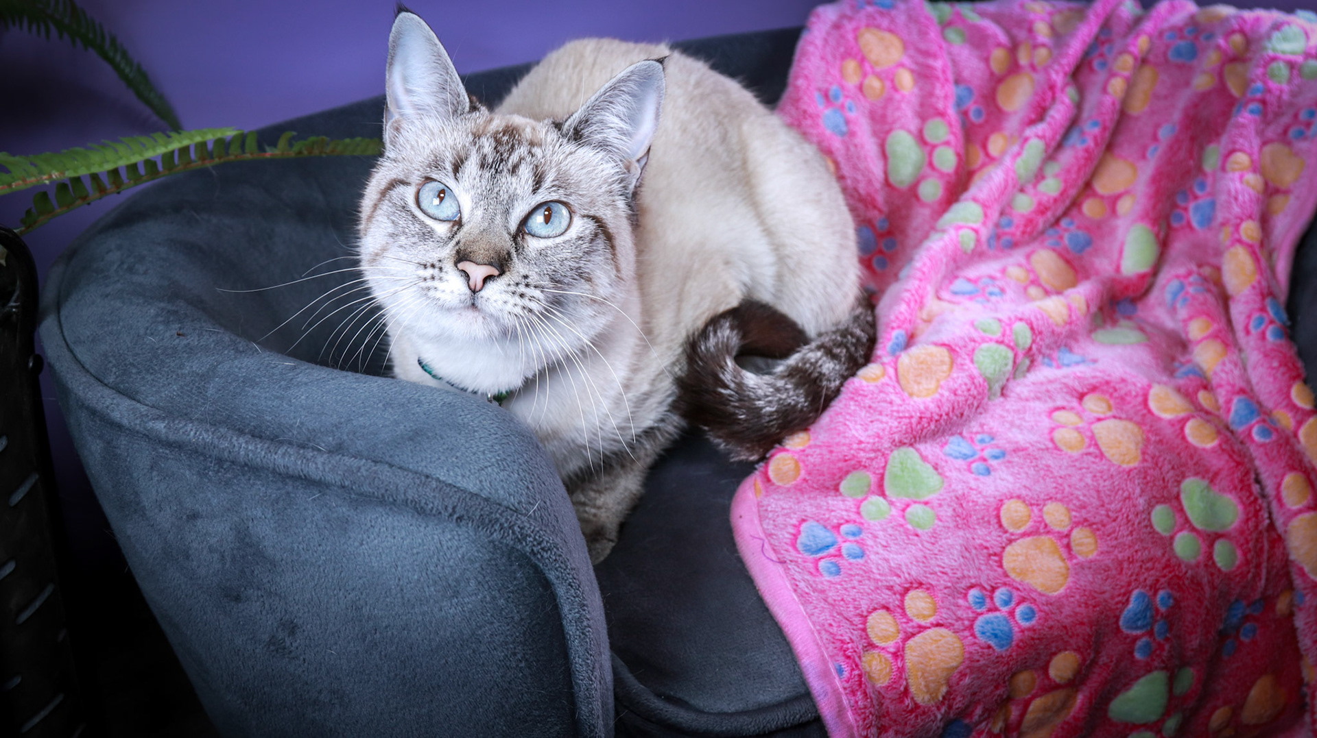 Daisy (F-DSH-Lynx Point Siamese)