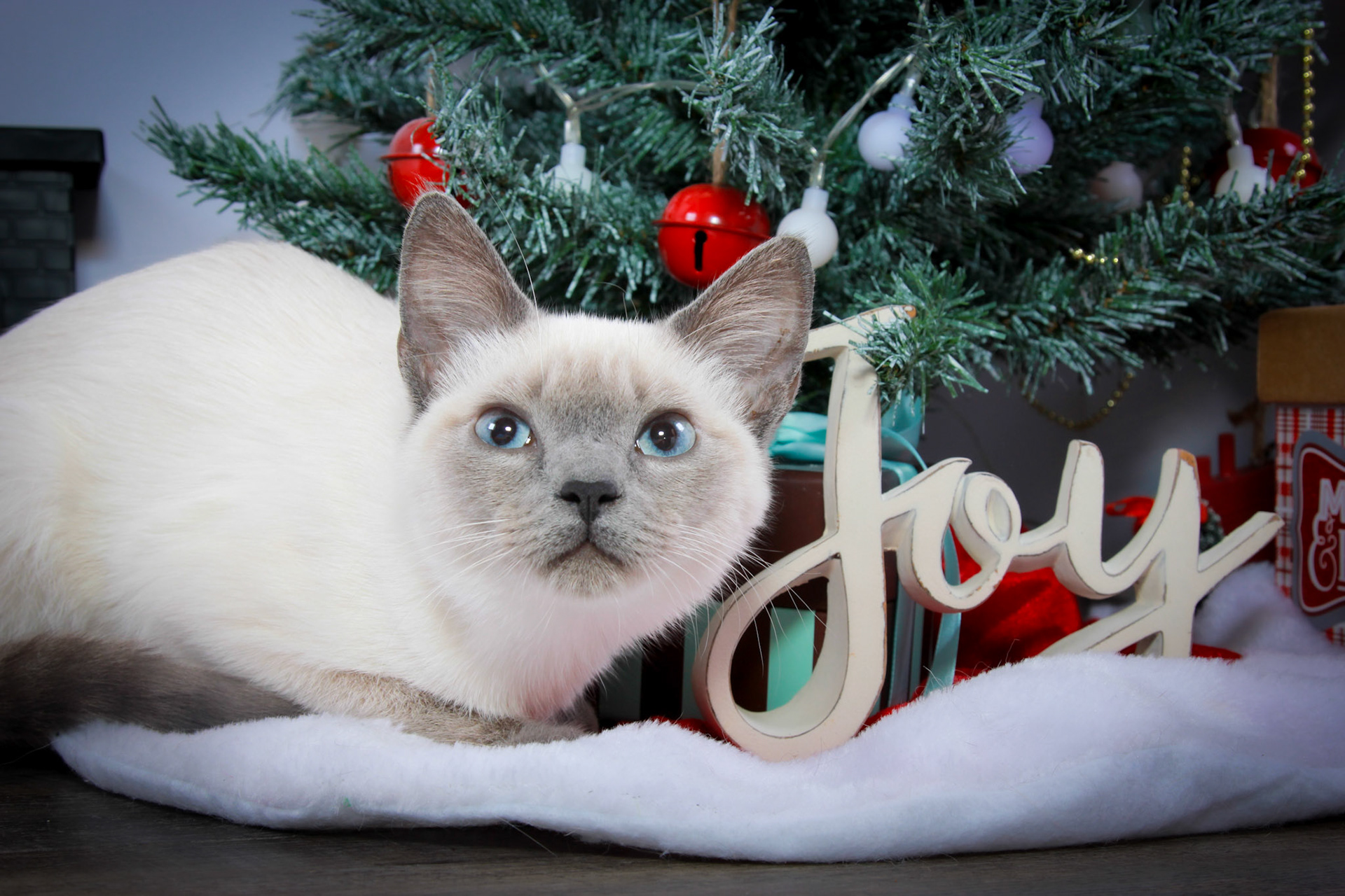 Grit (F-DSH-Seal Point Siamese)