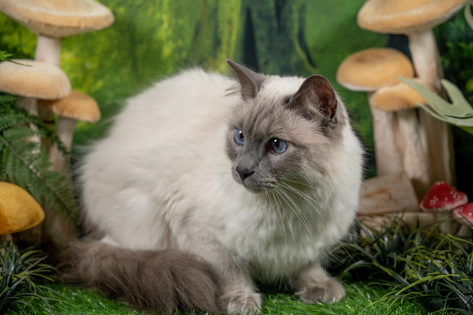 Luey (M-DLH-Blue Point Balinese)