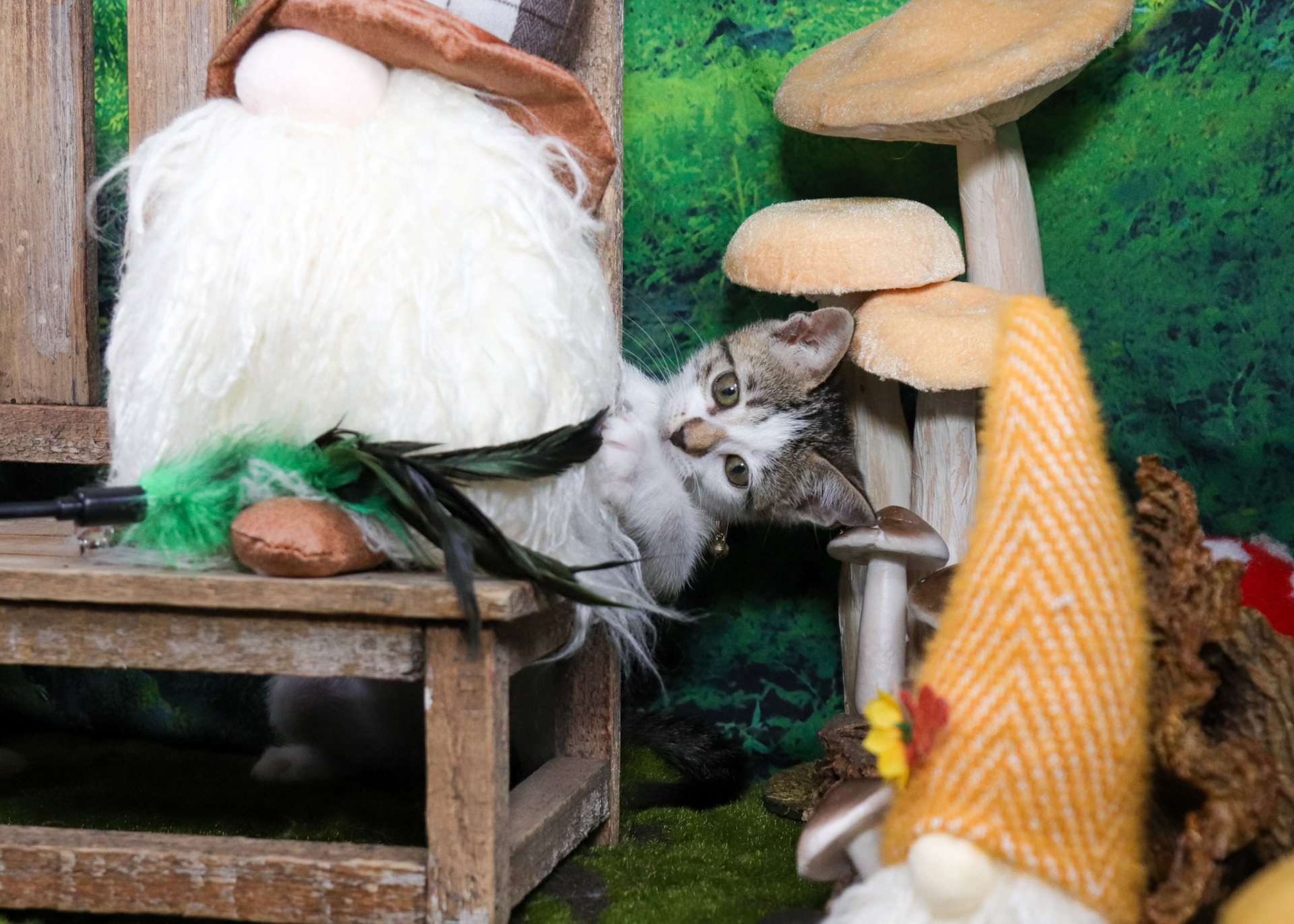 Clover (F-DSH-Tabby/White)