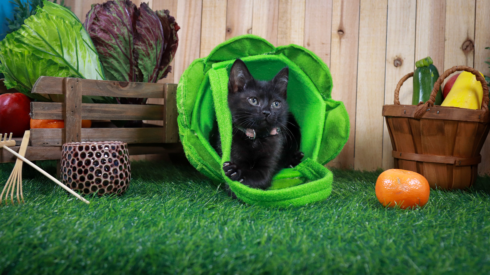 Otter (F-DSH-Black)