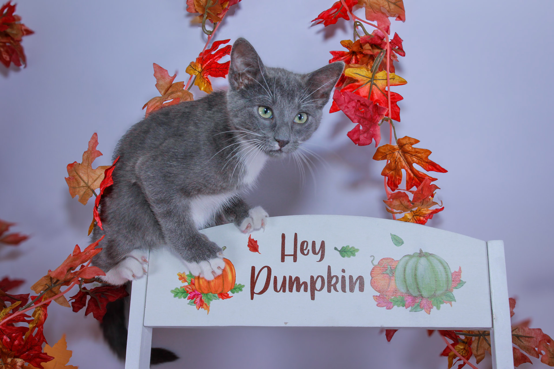 Nimbus (M-DSH-Grey/White/Tuxie)
