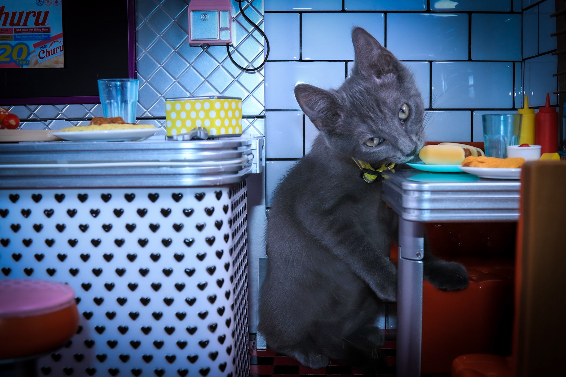 Stark (M-DSH-Gray/Yellow Collar)