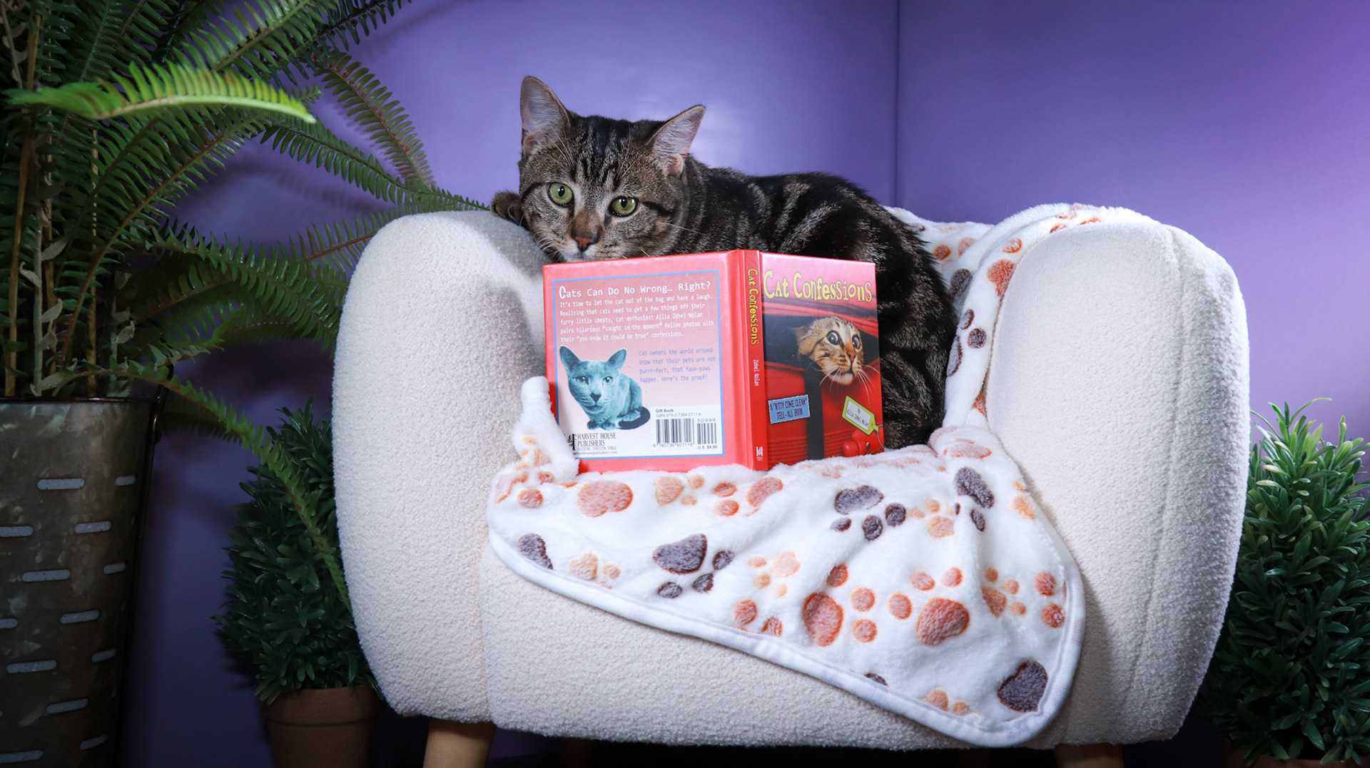 Max (M-DSH-Bullseye Tabby)