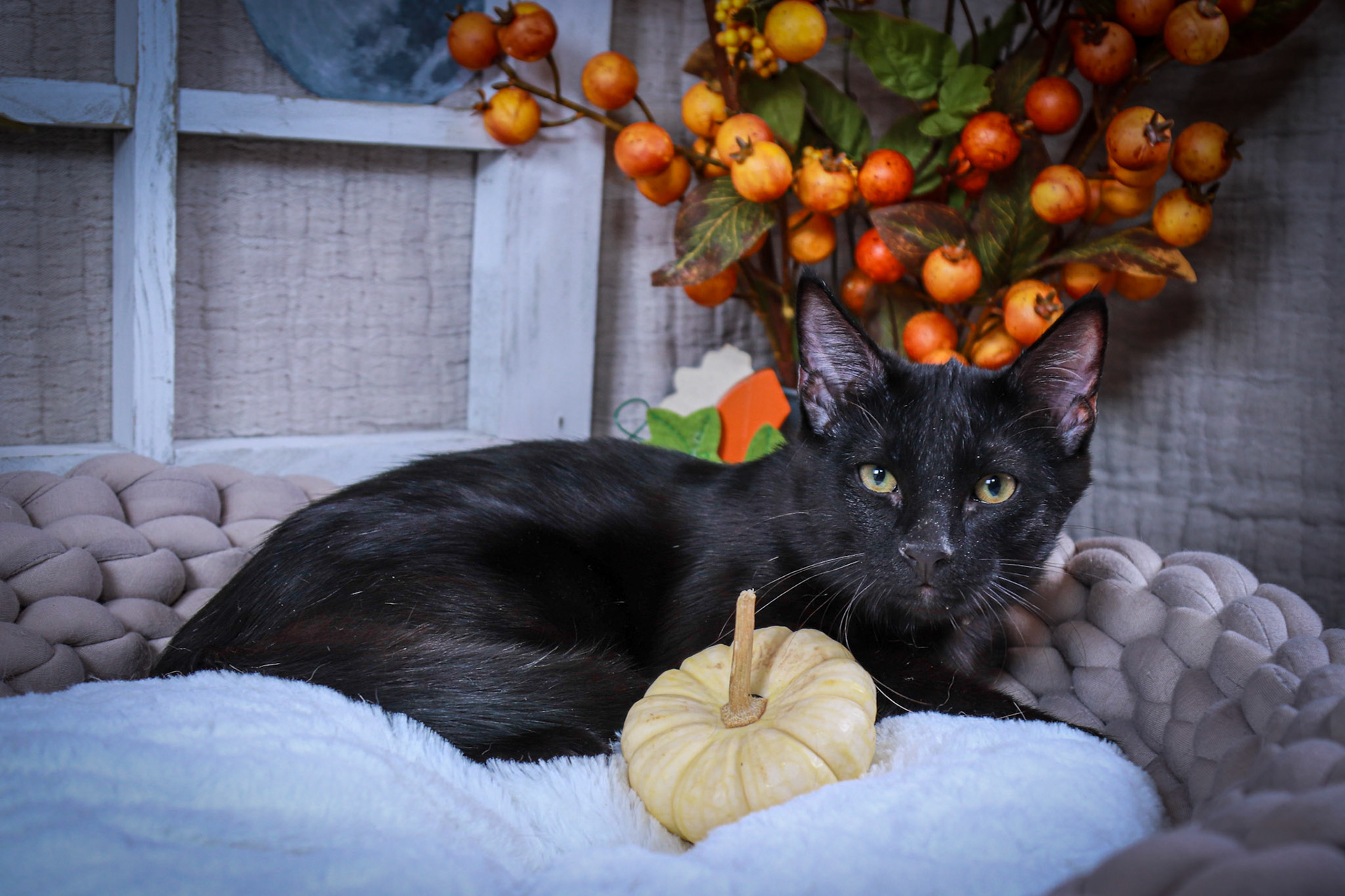Binx (M-DSH-Black)