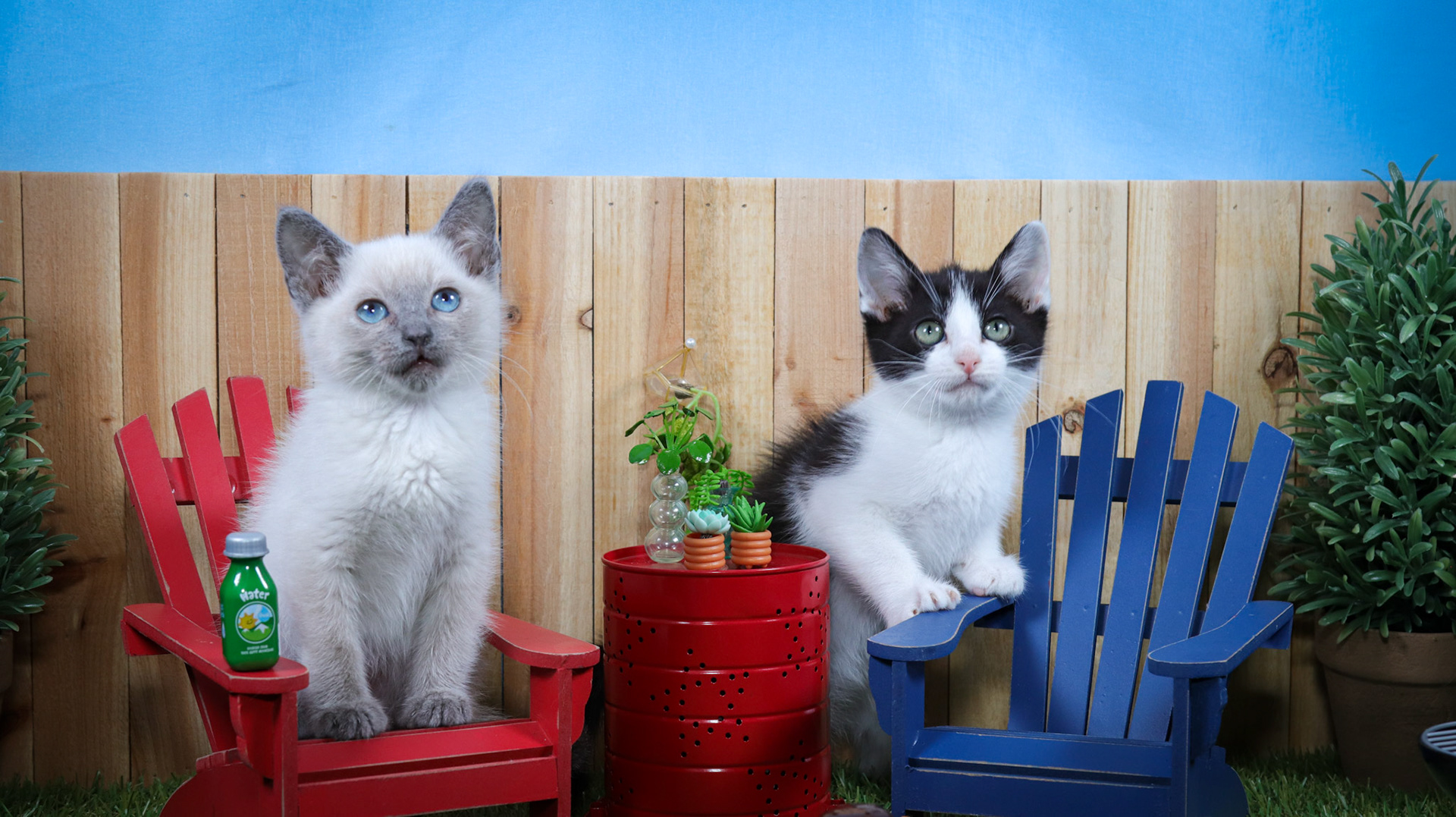 Ferb (M-DSH-Siamese), Phineas (M-DSH-Black/White/Tuxie)