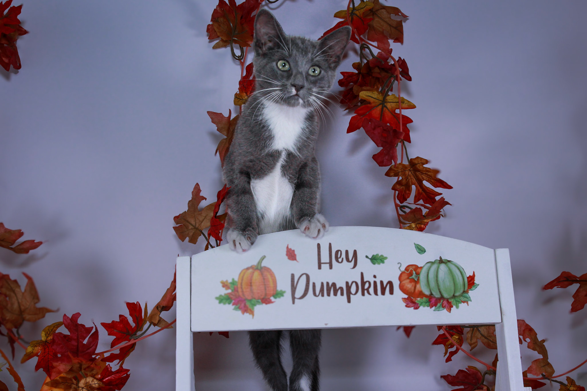 Nimbus (M-DSH-Grey/White/Tuxie)