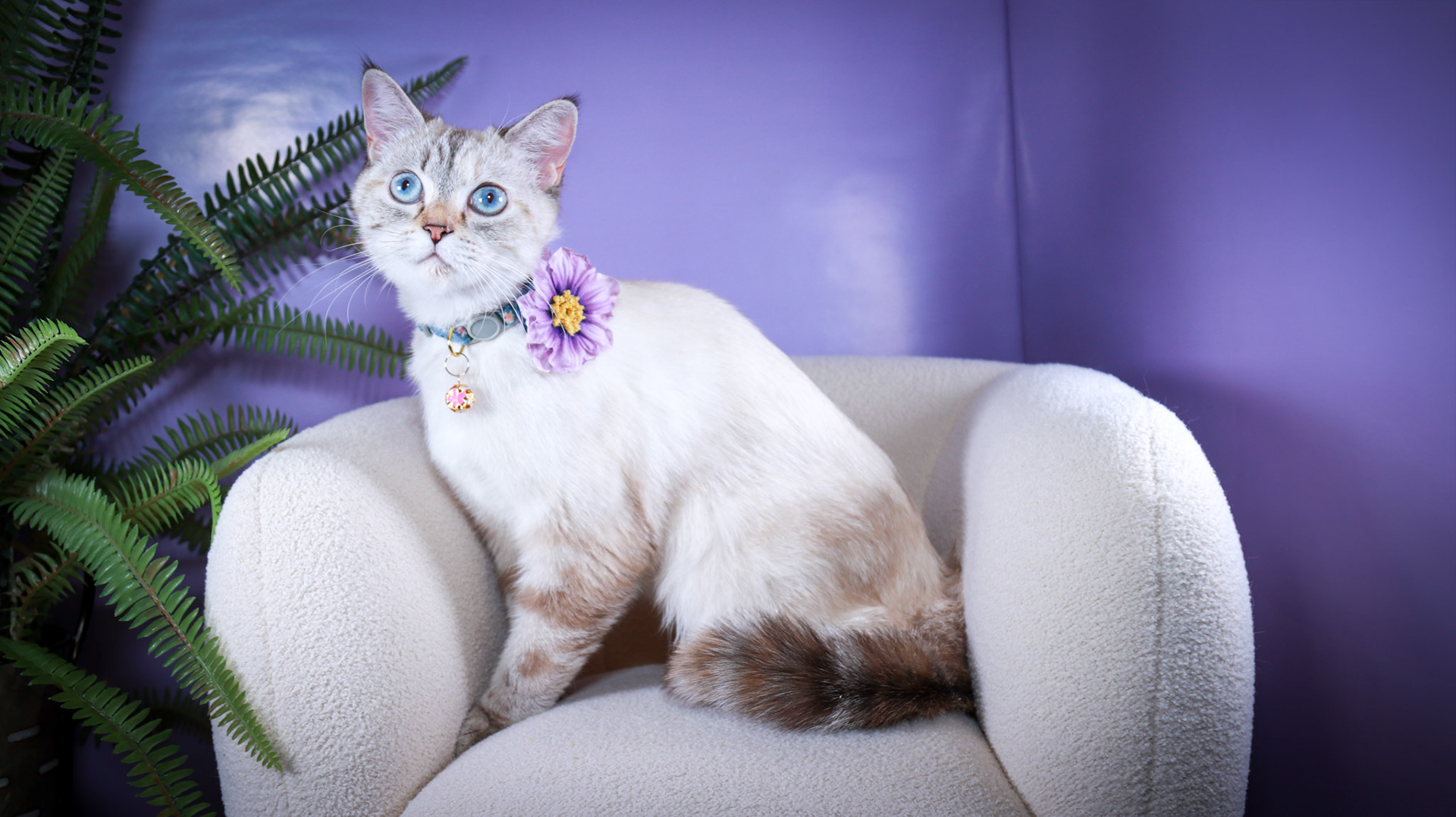 Lumi (F-DSH-Lynx Point Siamese)