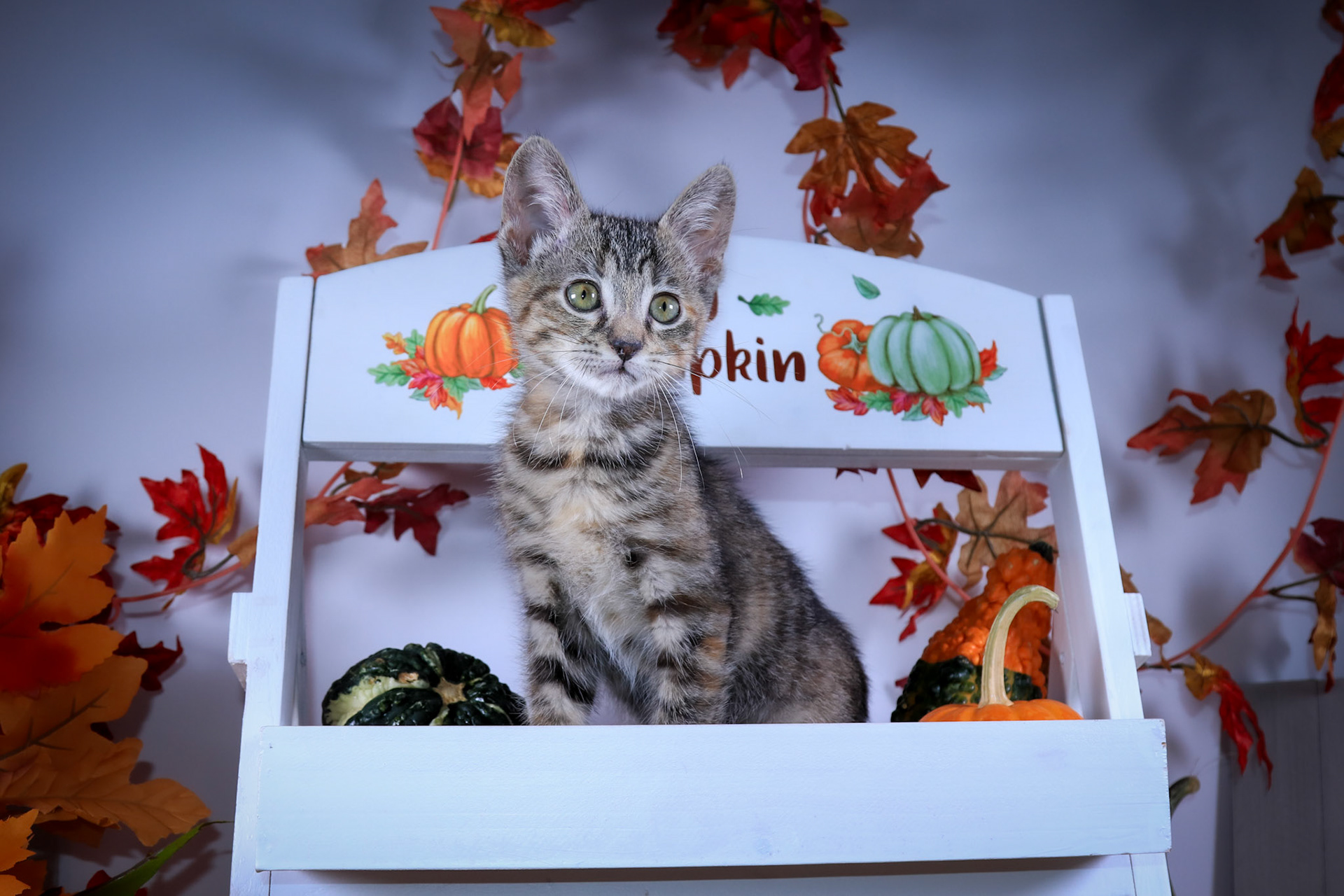 Strawberry (F-DSH-Torbie)
