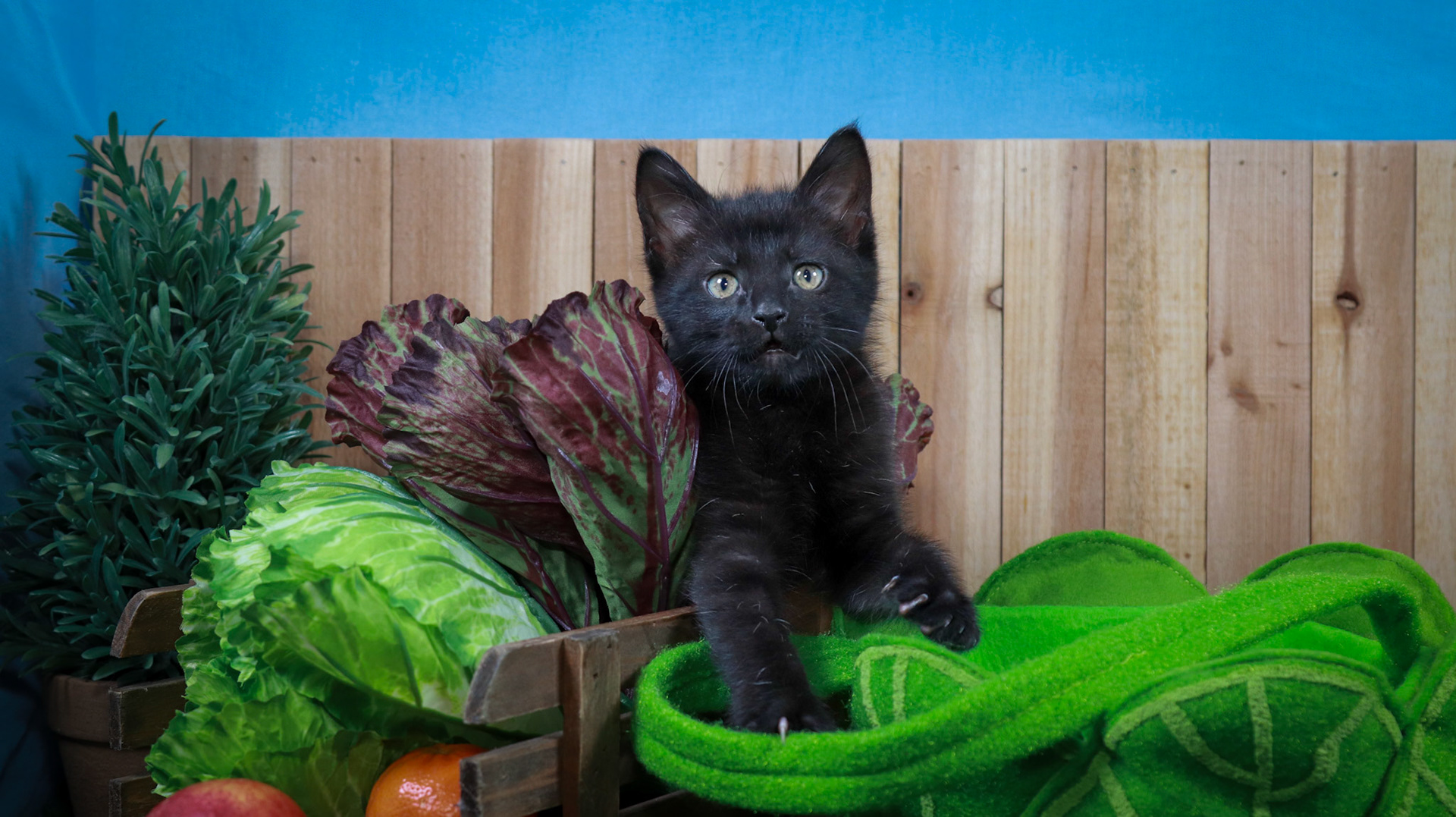 Lottie (F-DSH-Black)
