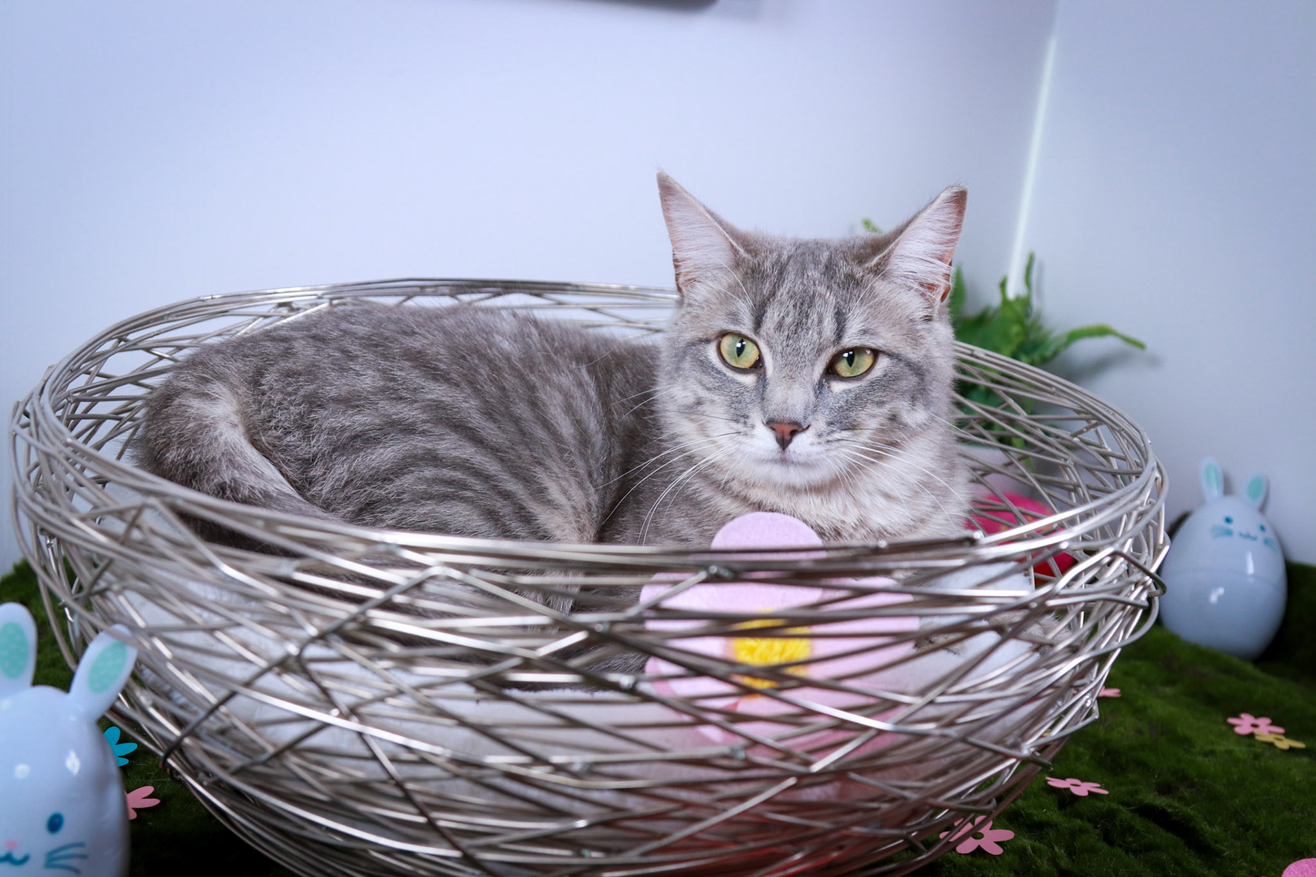 Bunny (F-DSH-Gray Tabby)