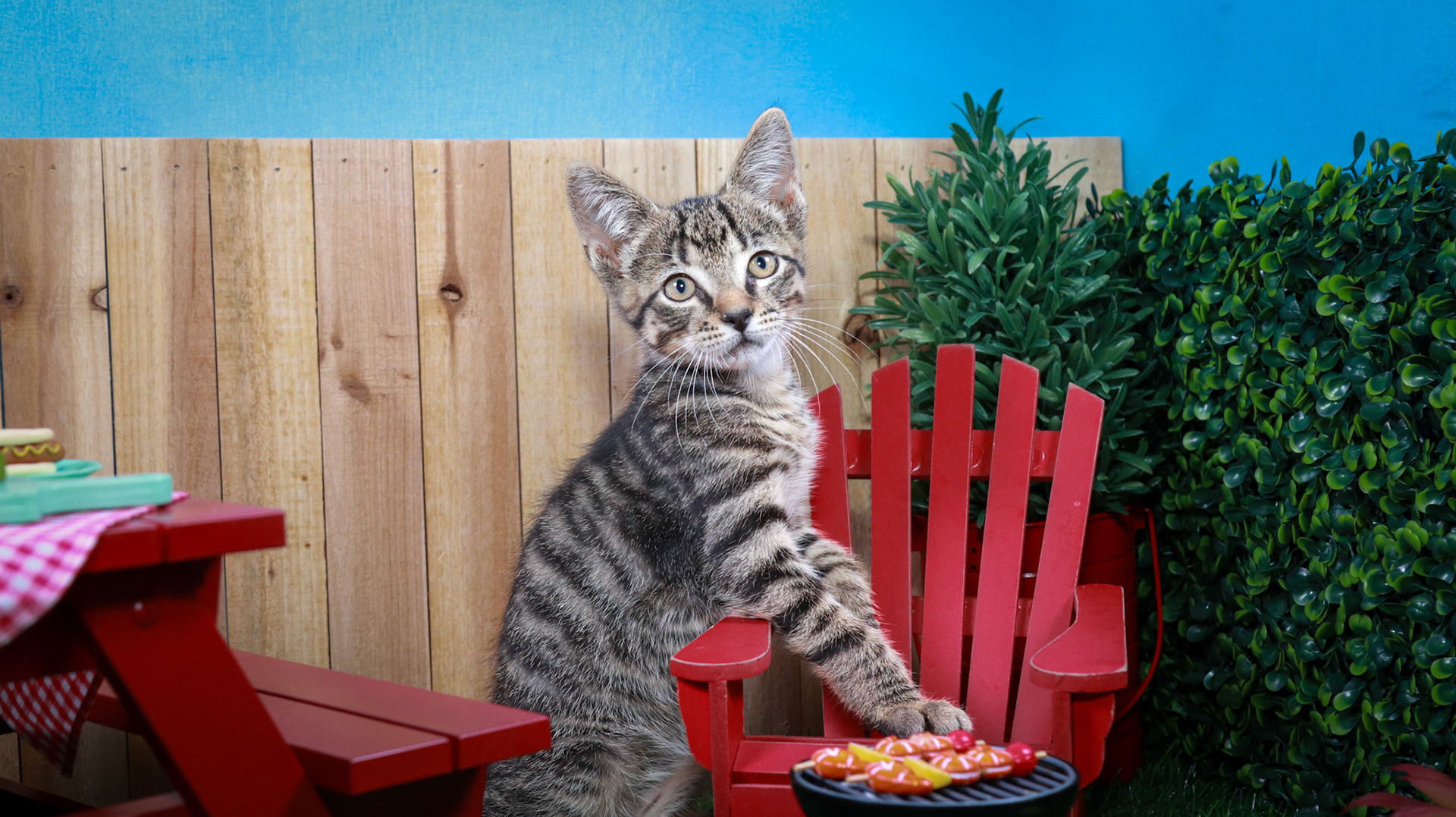 Bootstrap Bill Turner (M-DSH-Tabby)