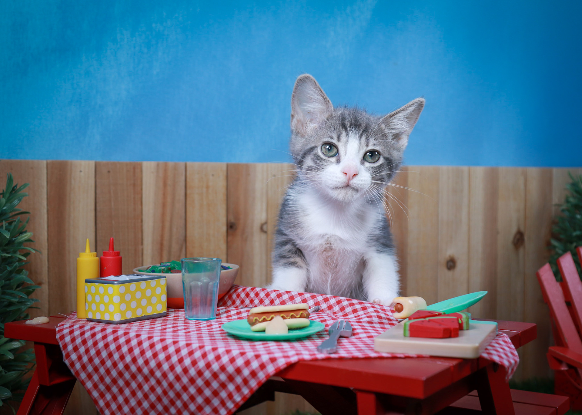 Petunia (F-DSH-Grey/Tabby/White)