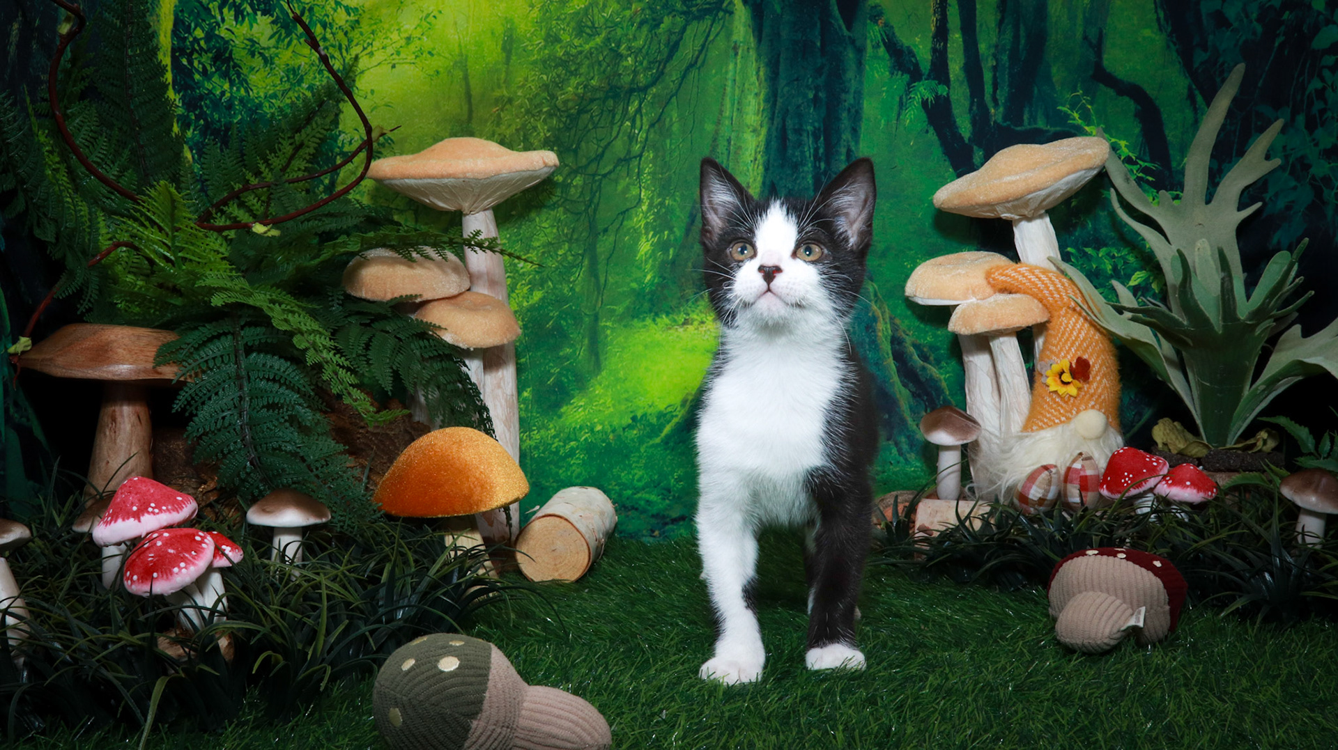 Mousse (M-DSH-Tuxie)