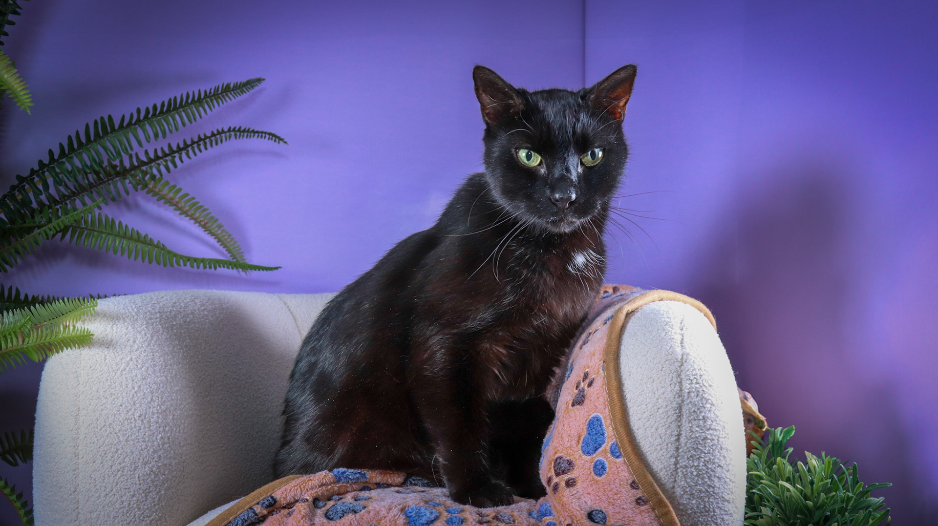 Klondike (M-DSH-Black)