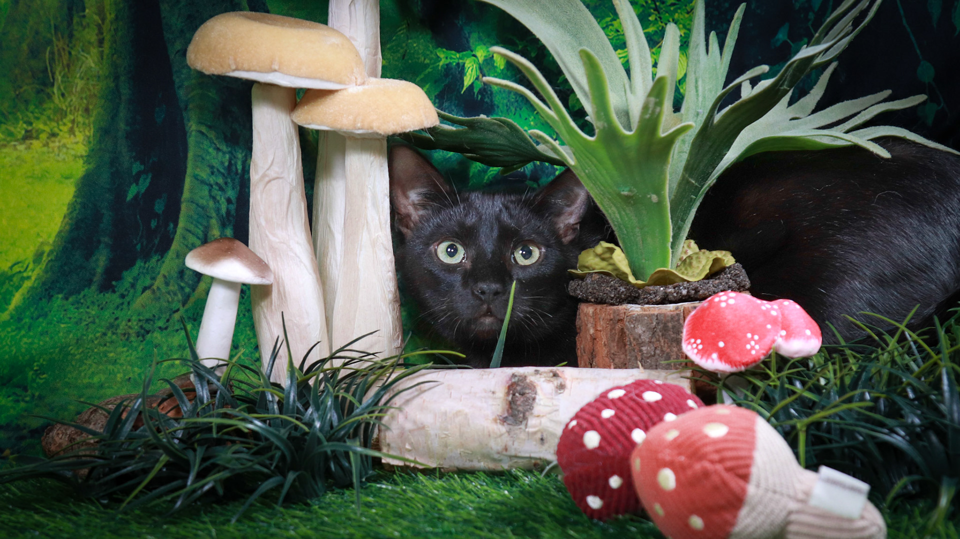 Binx (M-DSH-Black)