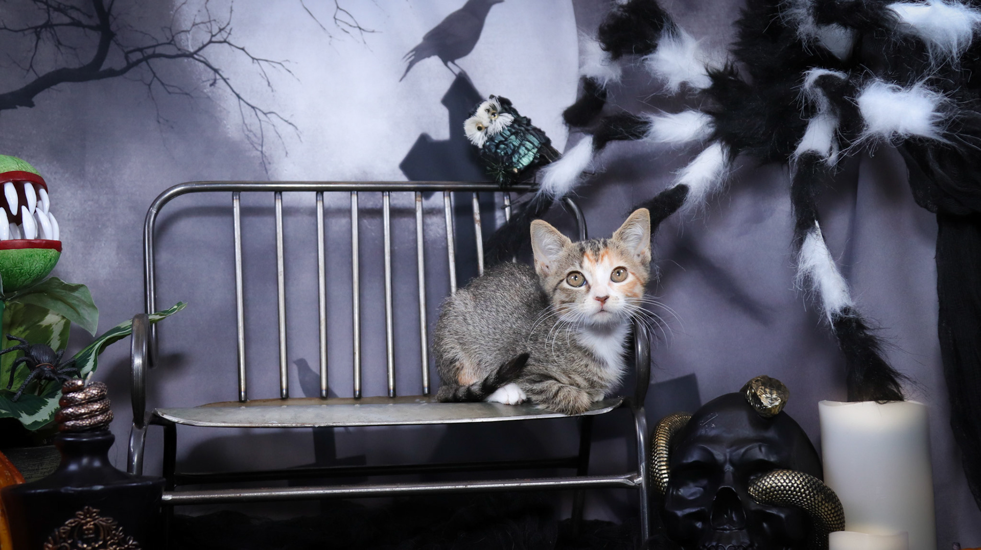 Athena (F-DSH-Tabico)