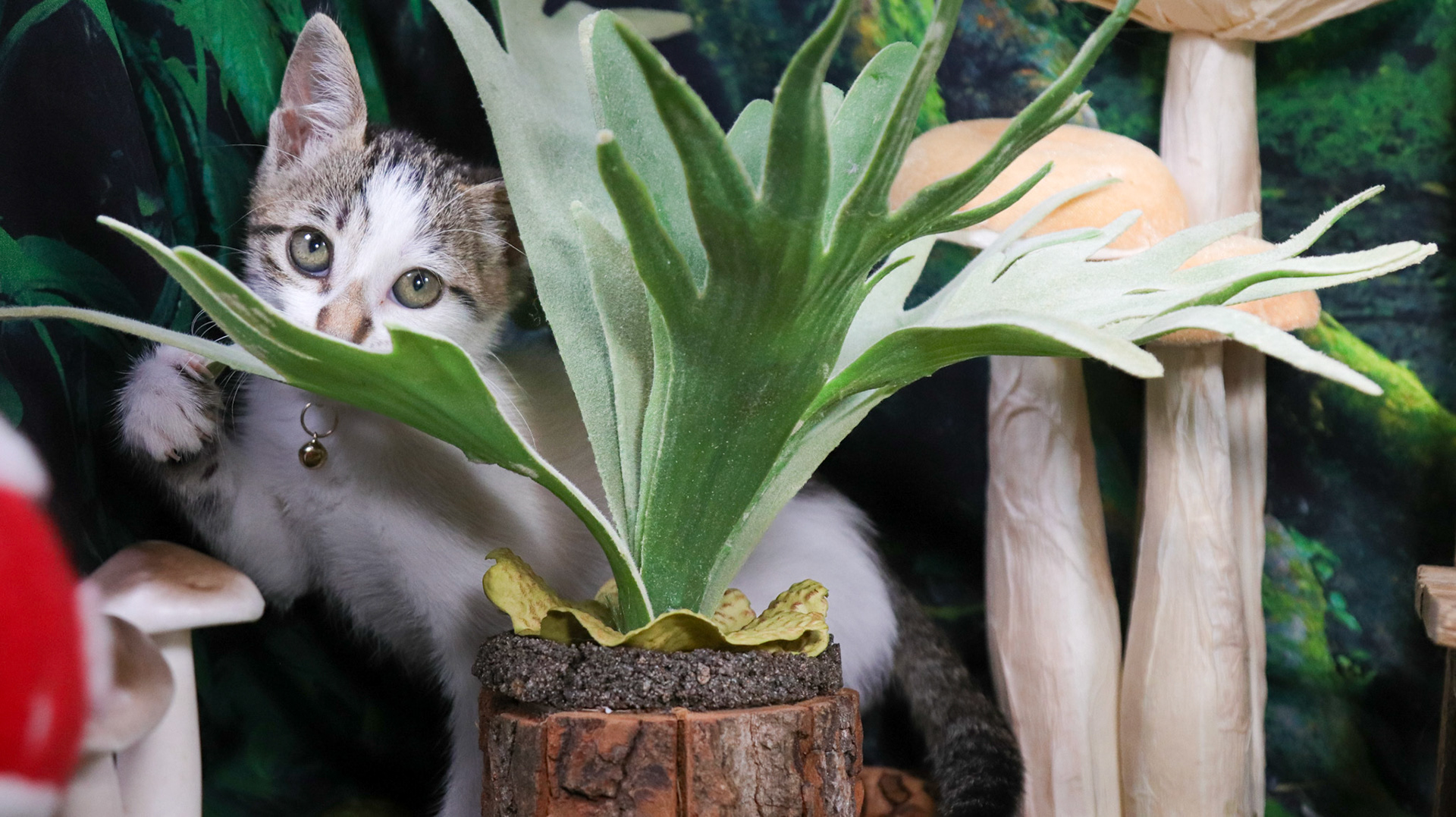 Clover (F-DSH-Tabby/White)